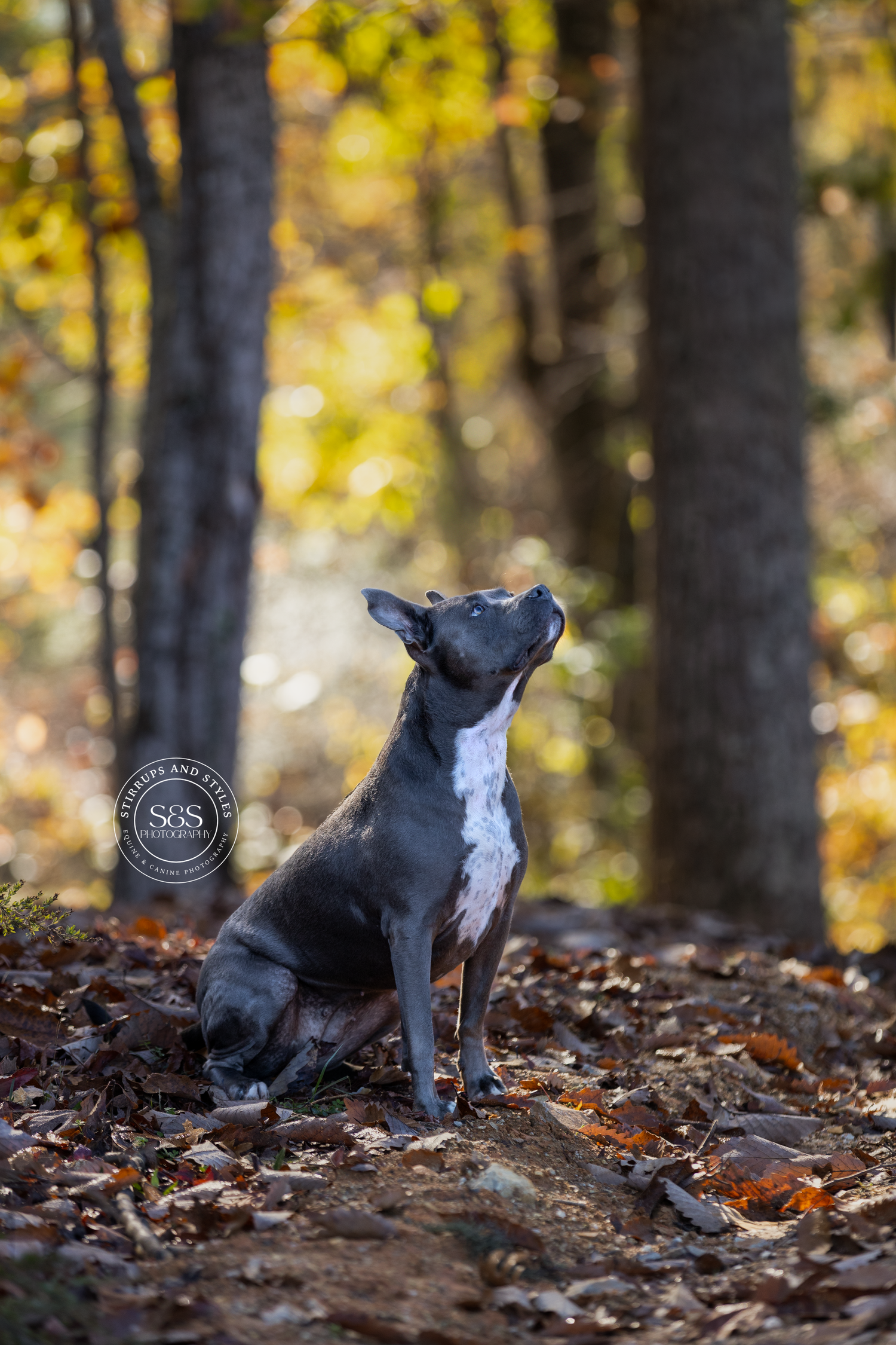 Black and white terrier looking up while sitting in a forest with golden autumn light.