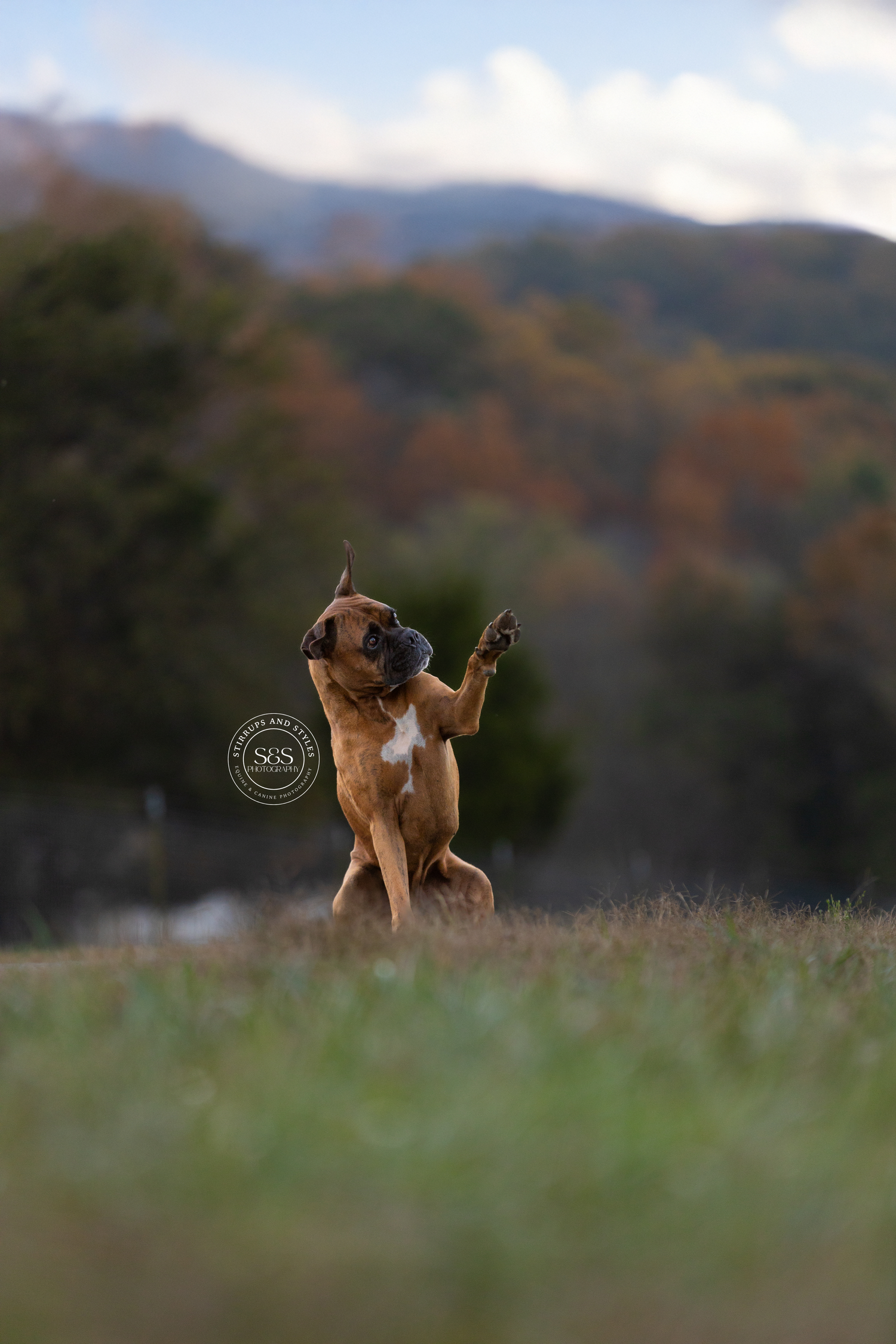 Small brown dog standing on hind legs against mountain landscape.