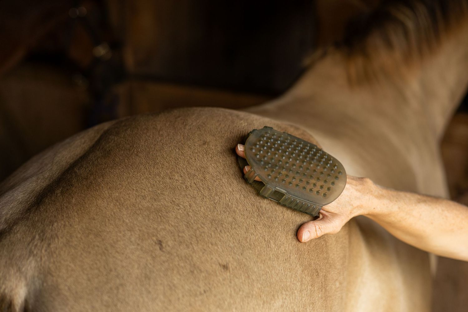 A close-up shot of someone grooming a horse's coat with a curry comb.