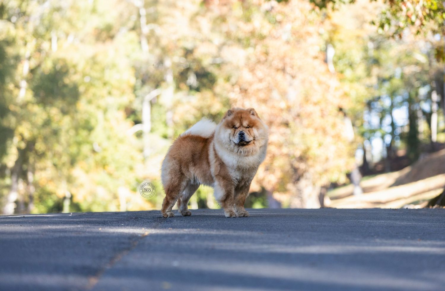 A dog posing for camera