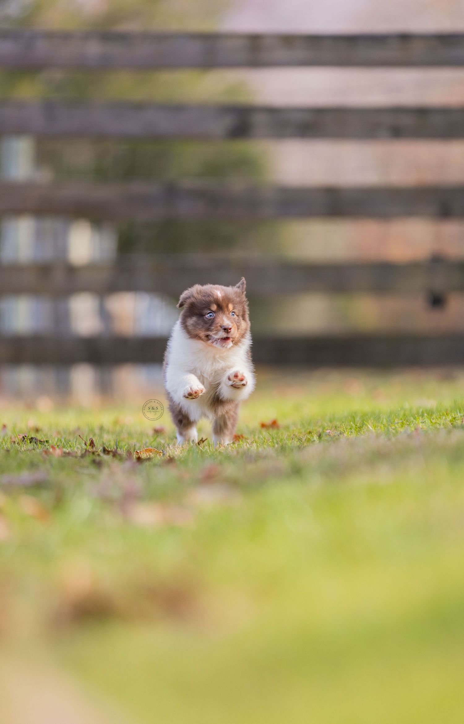 A white and brown Australian Shepherd puppy bounding energetically across a grassy field.