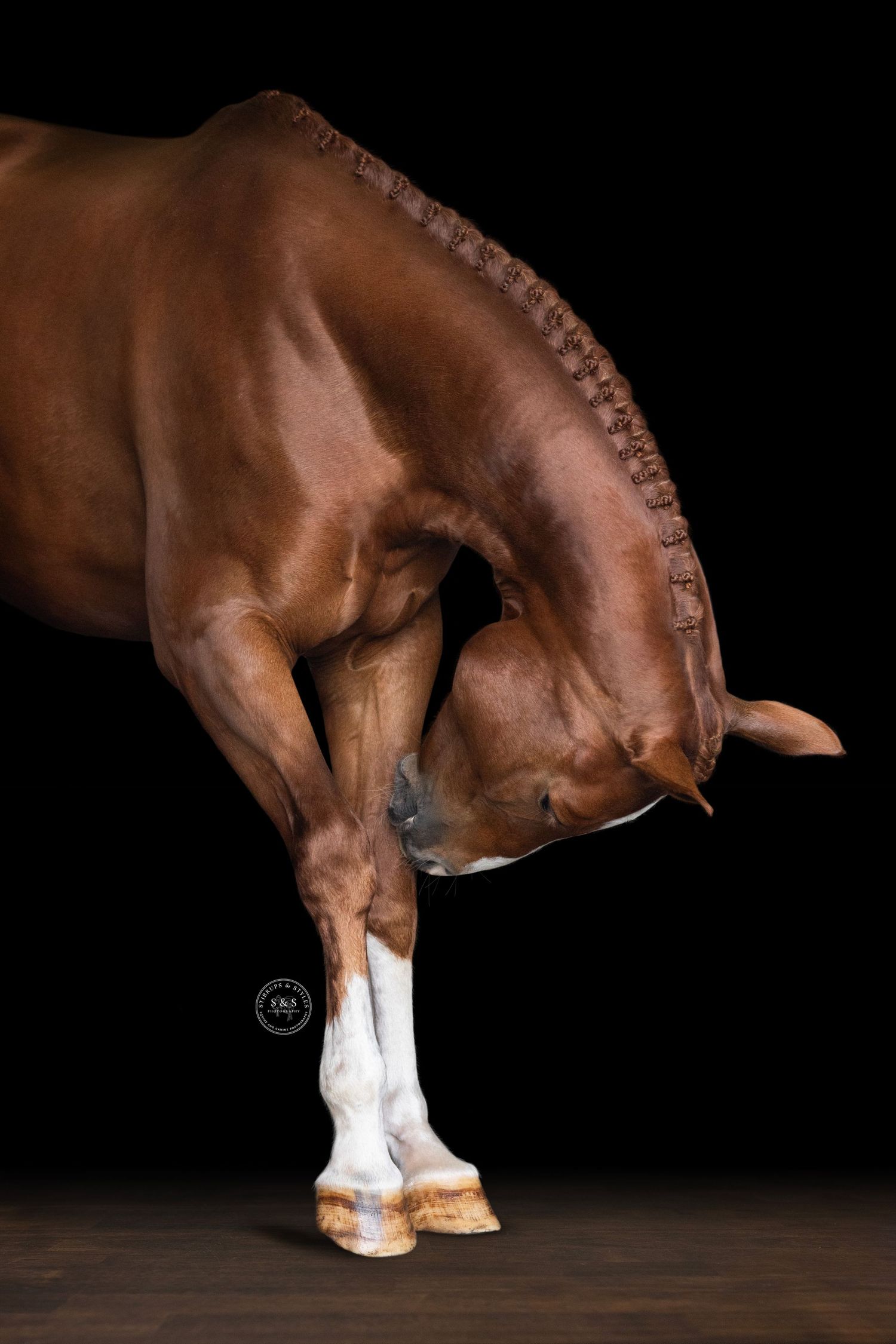 A bay horse shows off its braided mane and elegant posture against a dark background in an artistic photograph.