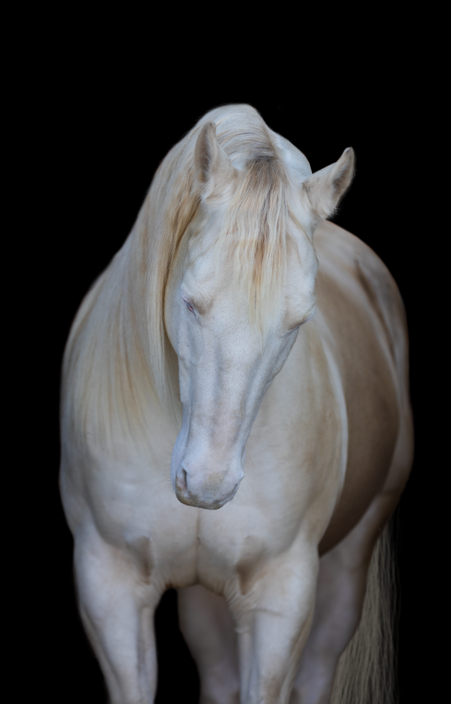 Majestic white horse with cream mane photographed against dark background.