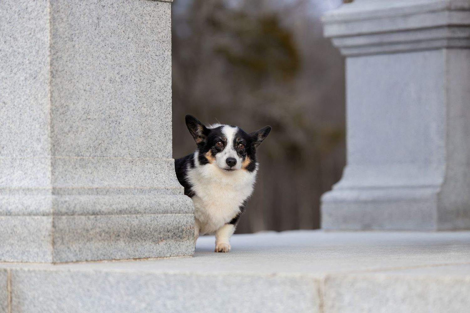 Dog friendly chattanooga