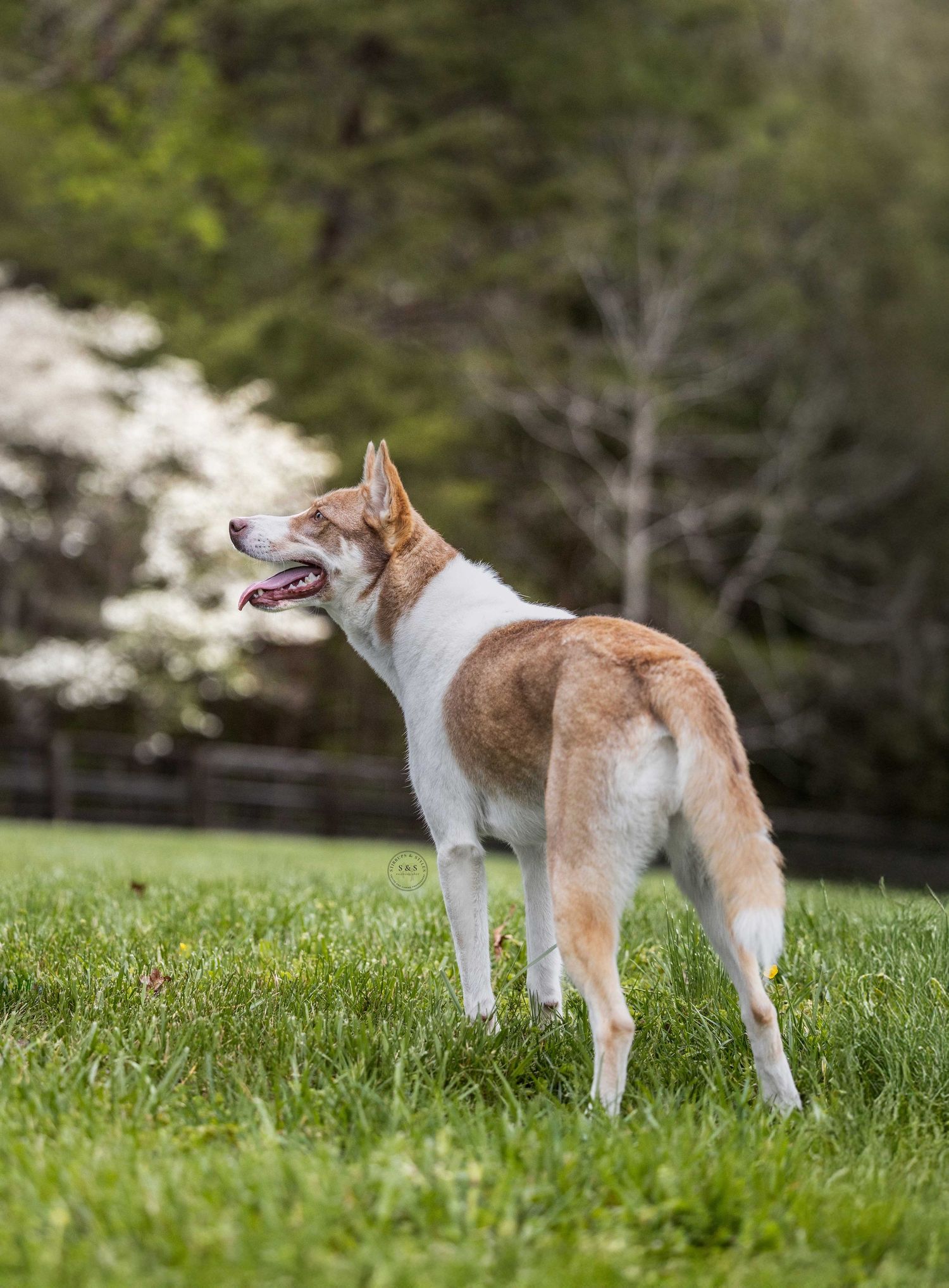 An alert brown and white dog stands in a grassy field, looking to the side with its ears perked up against a blurred background.