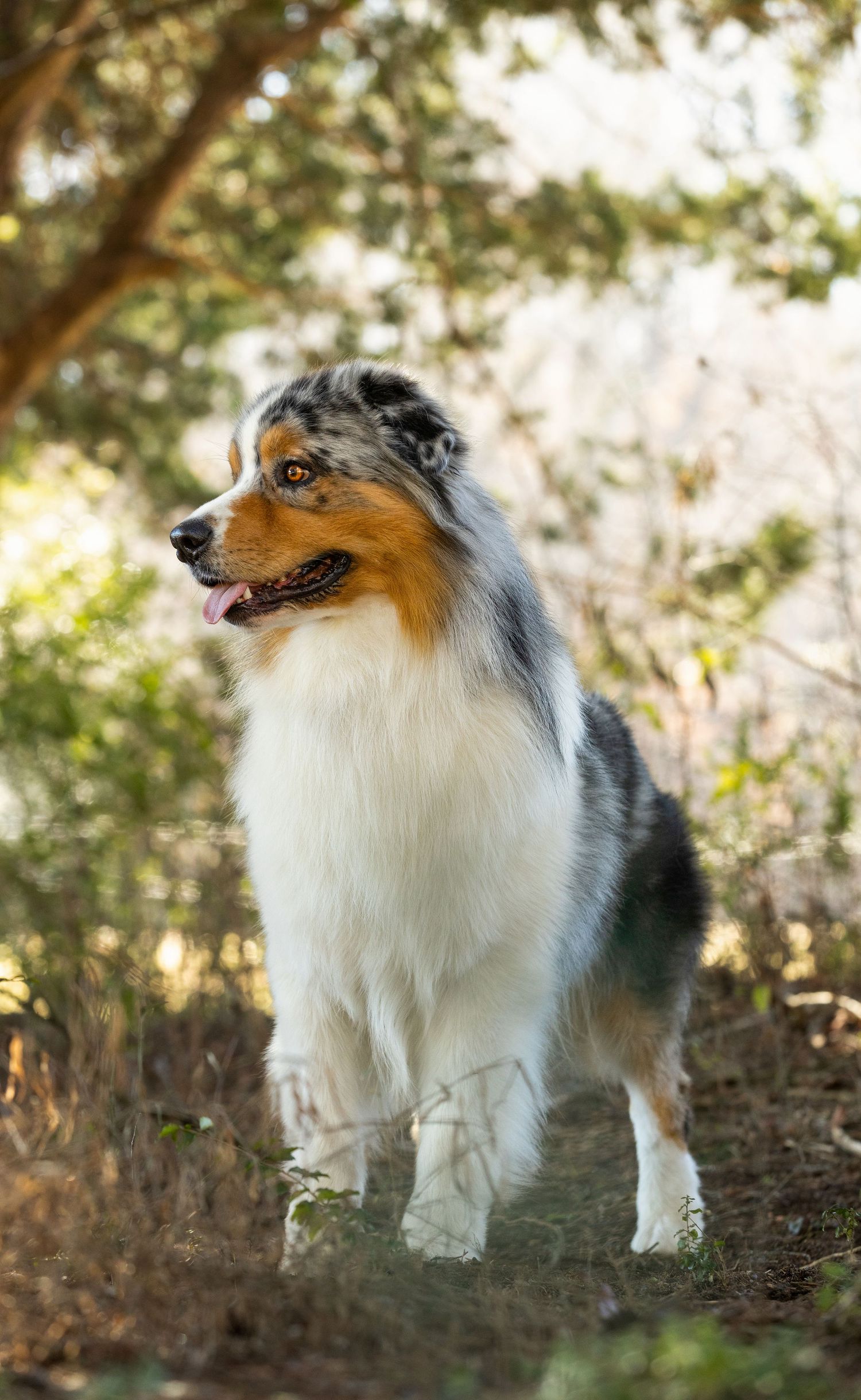A majestic Shetland Sheepdog stands alert in a sunlit outdoor setting with bokeh background.