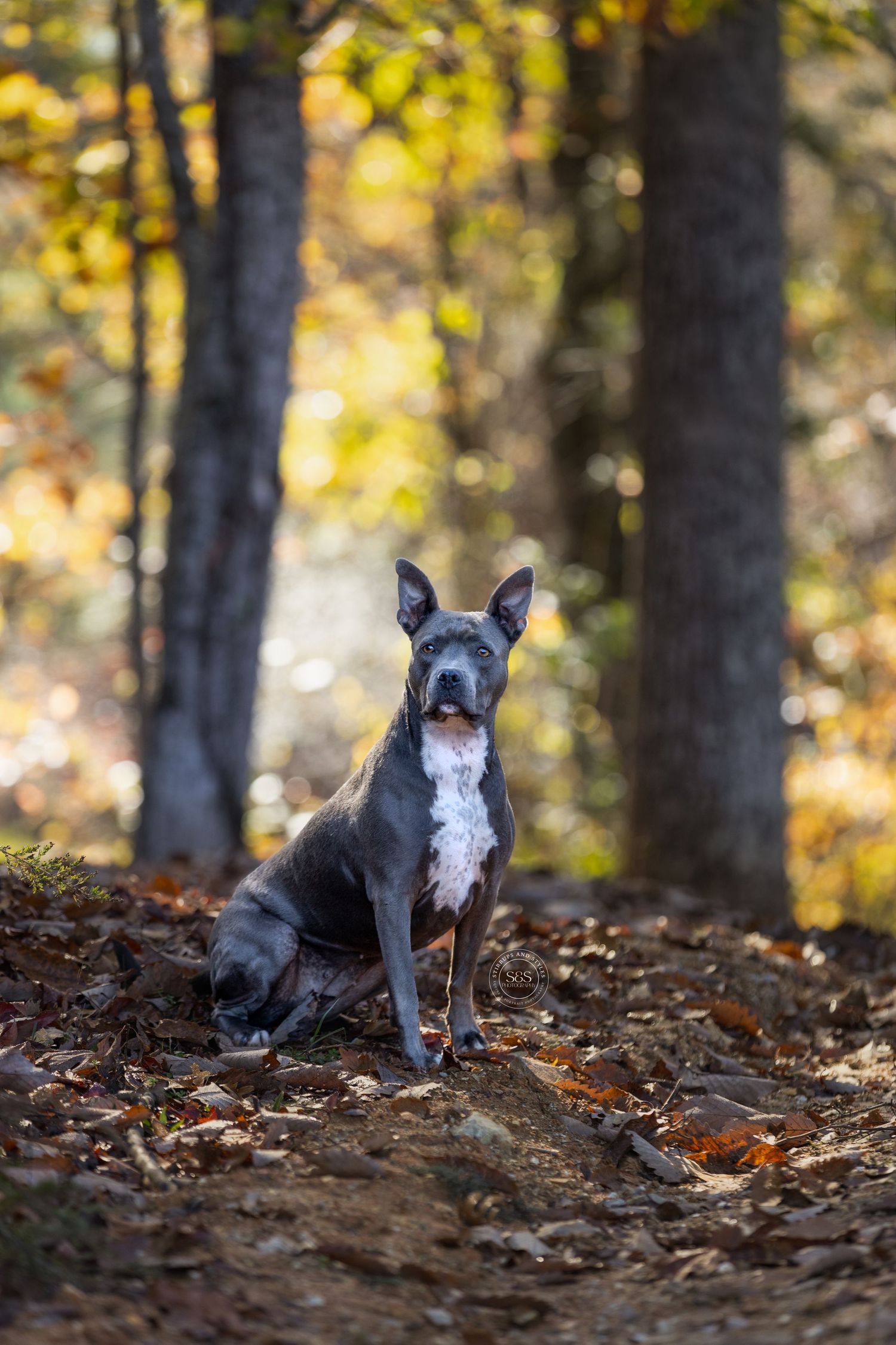 Pit bull posing for camera