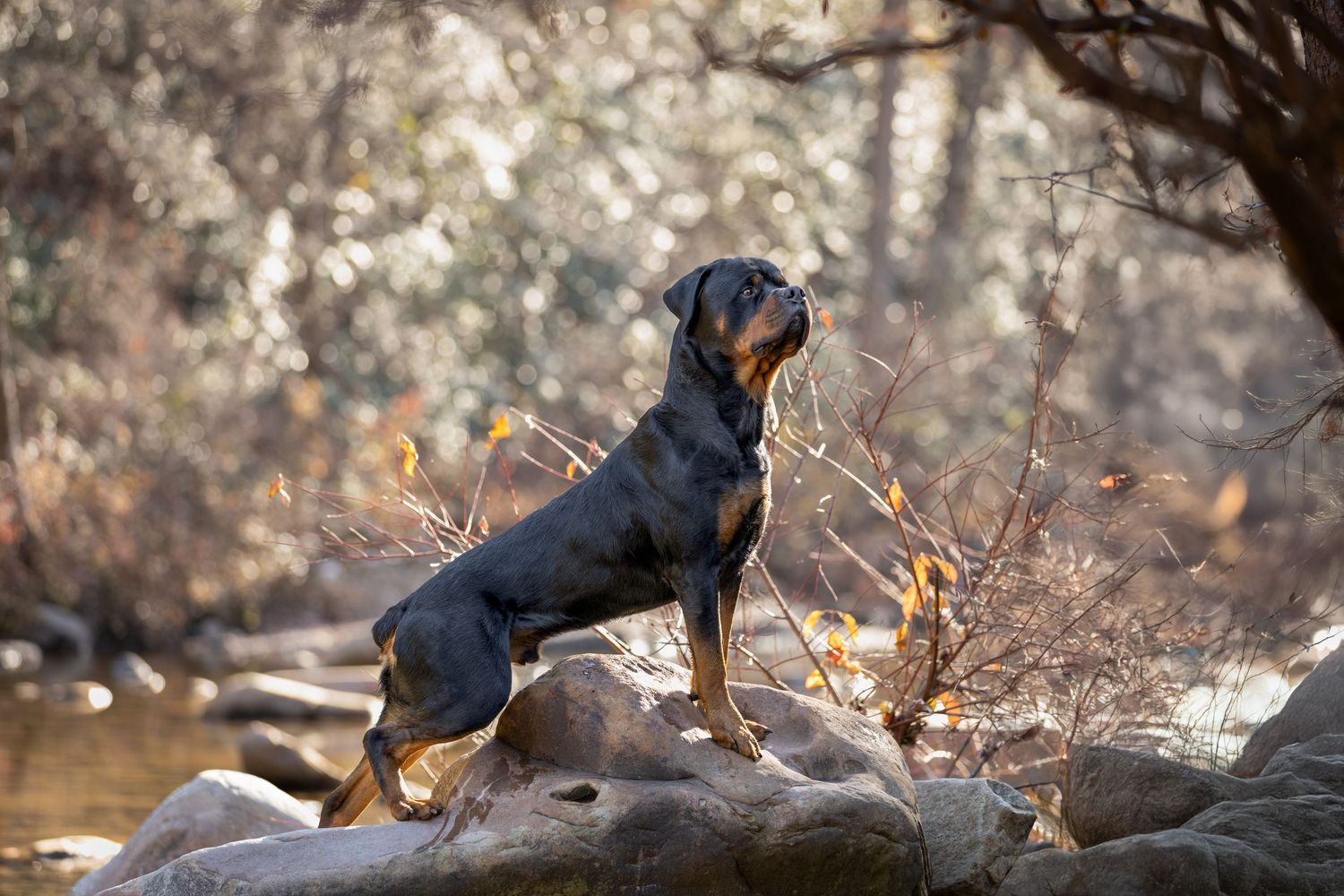 Majestic Rottweiler dog stands alertly on rocks by a stream in a natural outdoor setting with soft lighting.