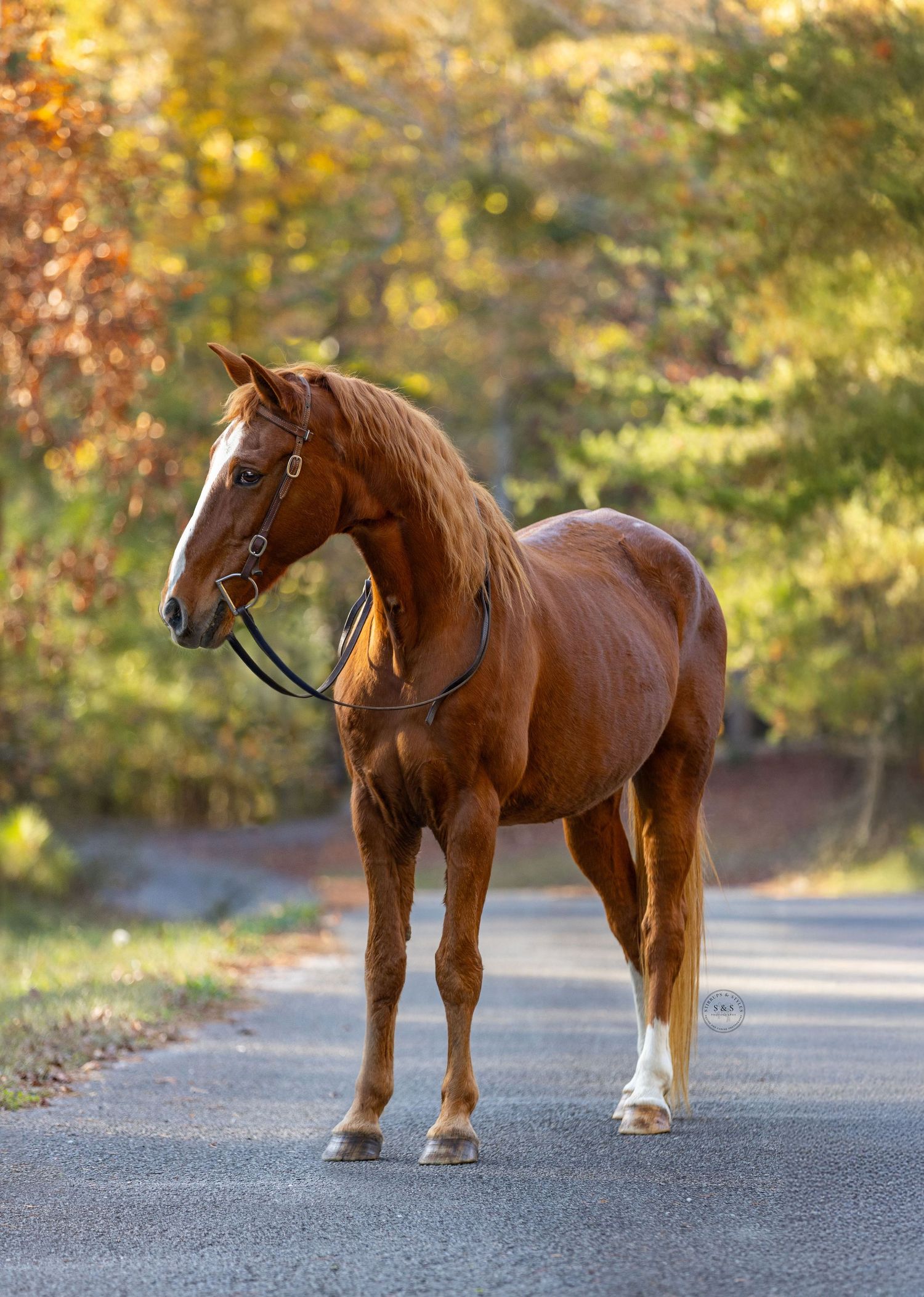Majestic chestnut horse standing on a path with autumn foliage in the background.