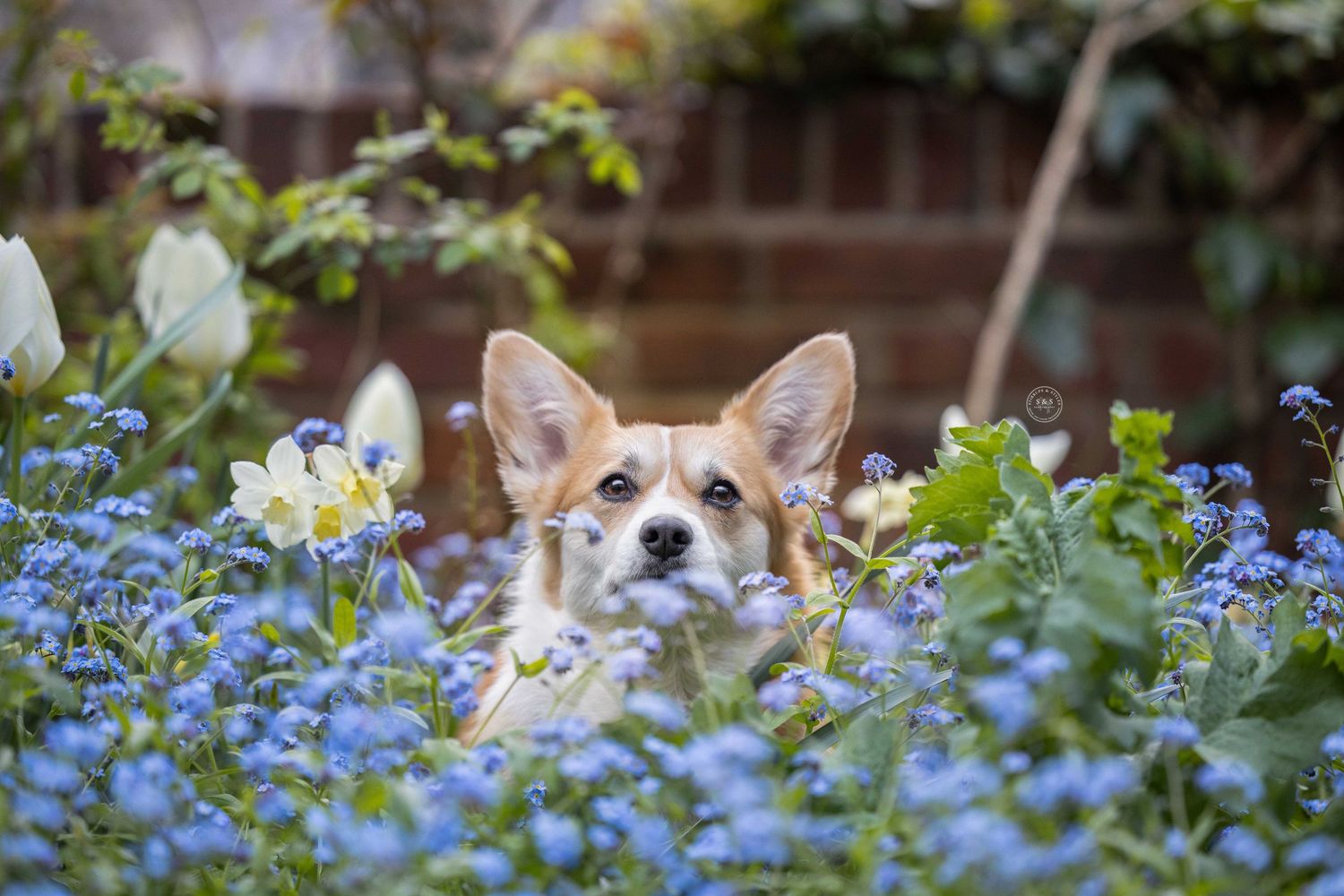 Curious corgi dog peeks through blue forget-me-not flowers and yellow blooms in a spring garden.