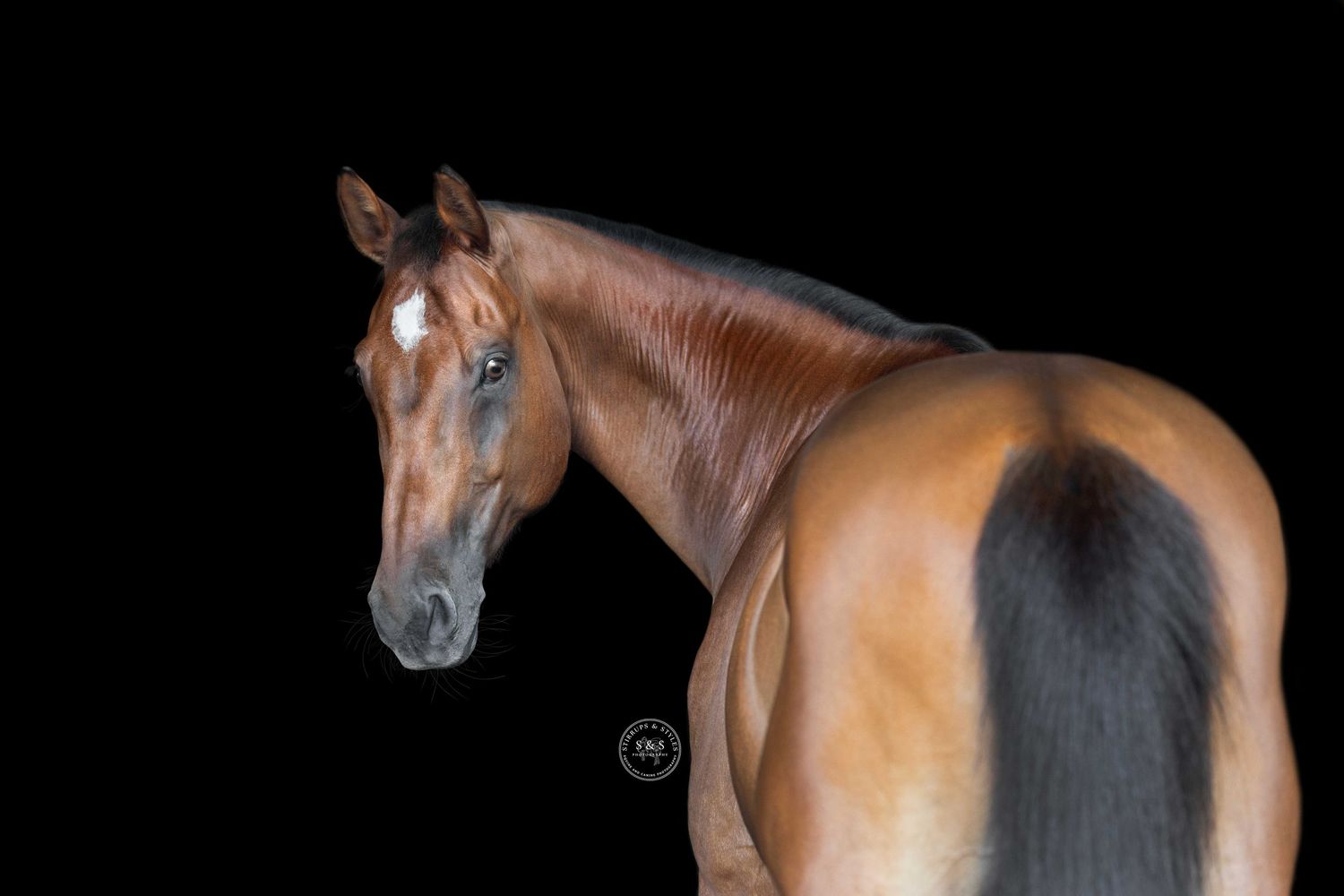 A striking bay horse with a shiny coat photographed against a black background with dramatic lighting.