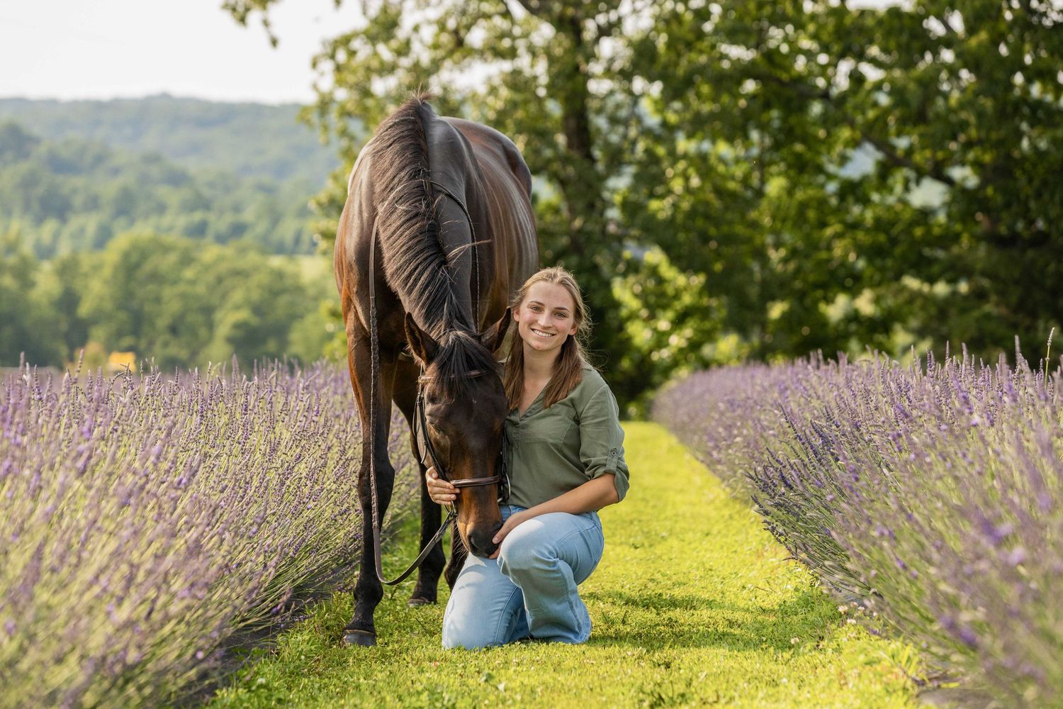 Dark horse and companion resting among rows of blooming lavender.