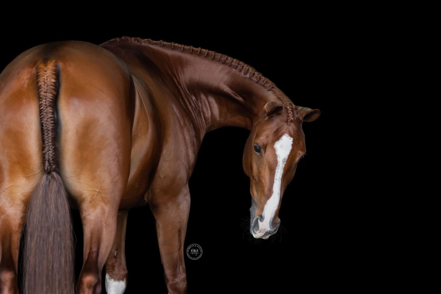 A group of identical cloned chestnut colored horses looking down at the ground in a row on a dark background.