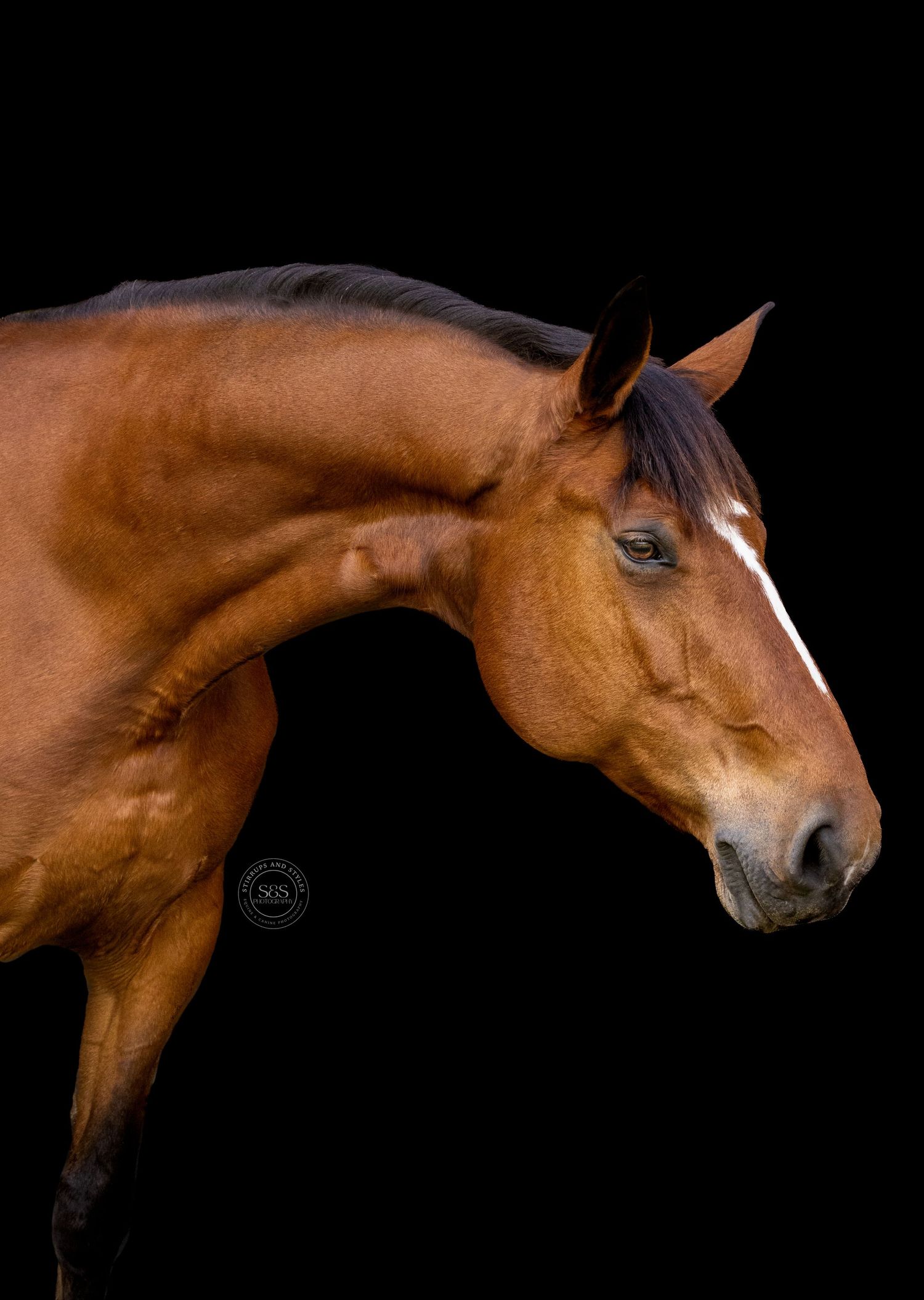 Close-up portrait of a chestnut horse with expressive eyes against a black background.