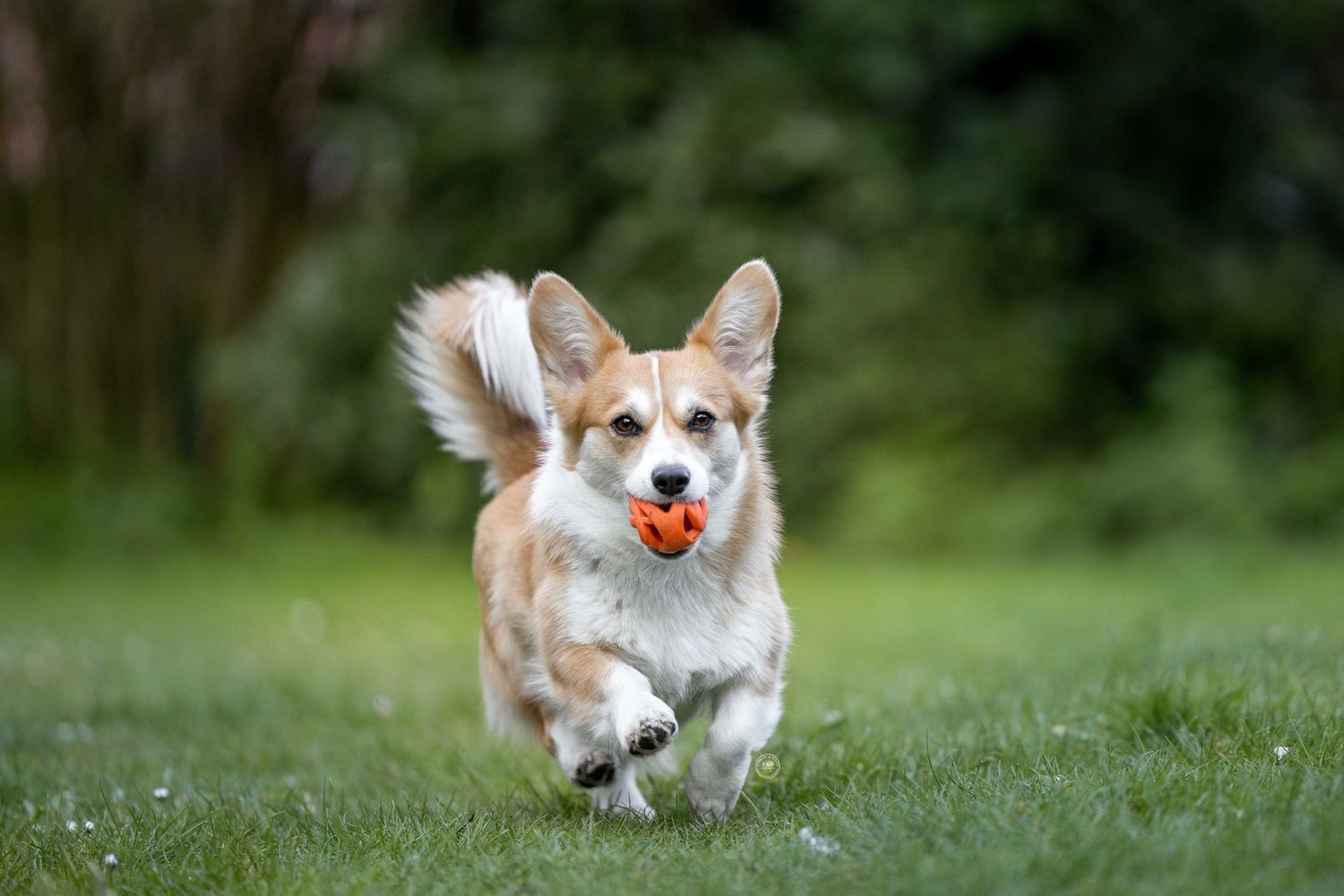 A happy Corgi dog running through green grass with tongue out and tail up, ears perked in excitement.