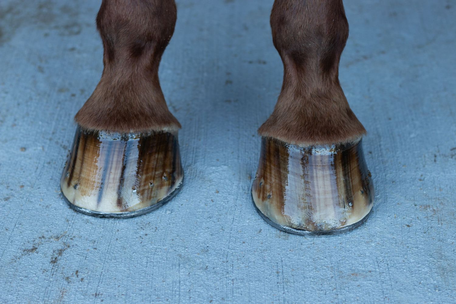 Close-up view of two freshly trimmed horse hooves on a blue surface.