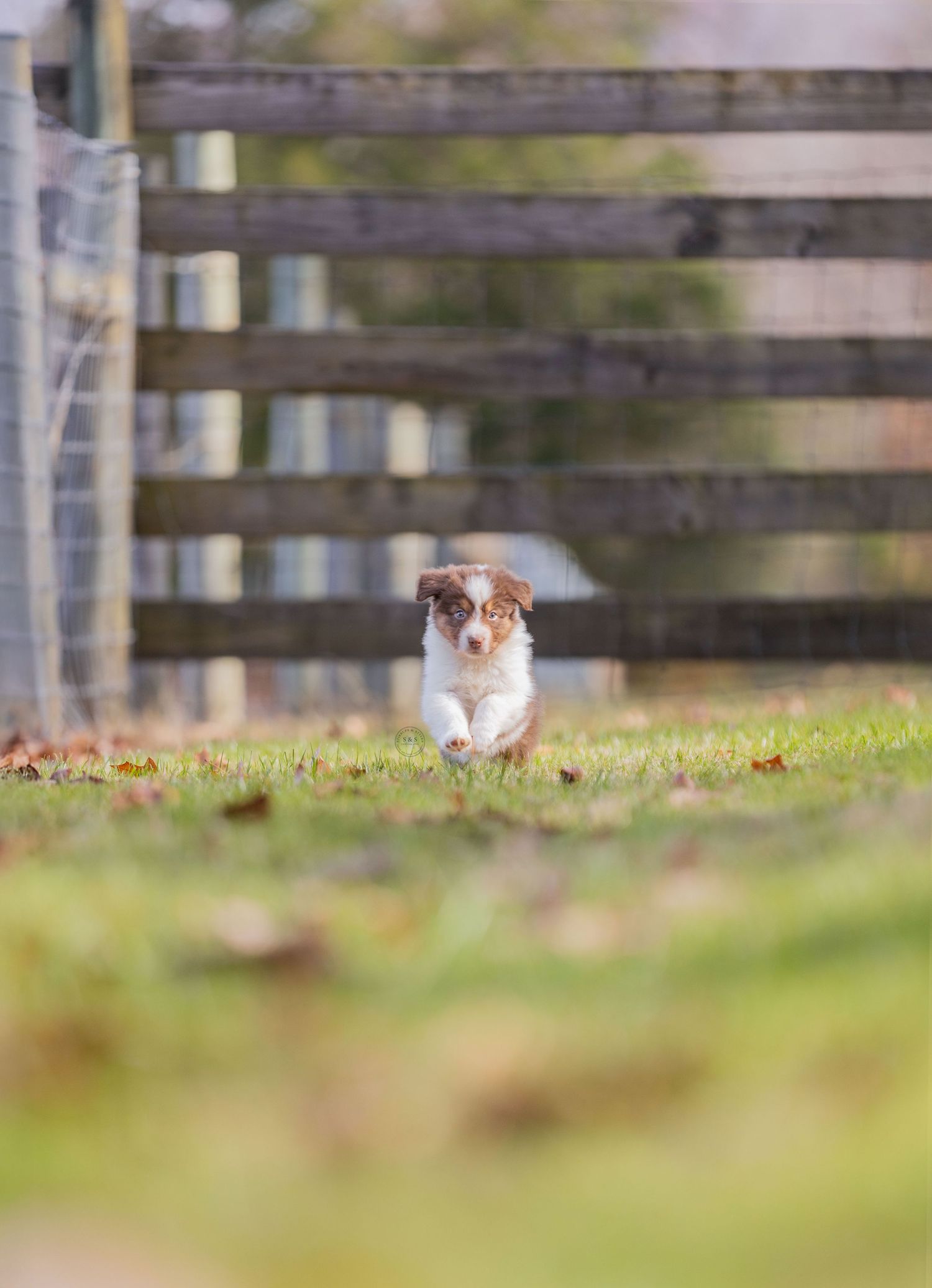 A small Australian Shepherd puppy running playfully through a yard with a wooden fence backdrop.
