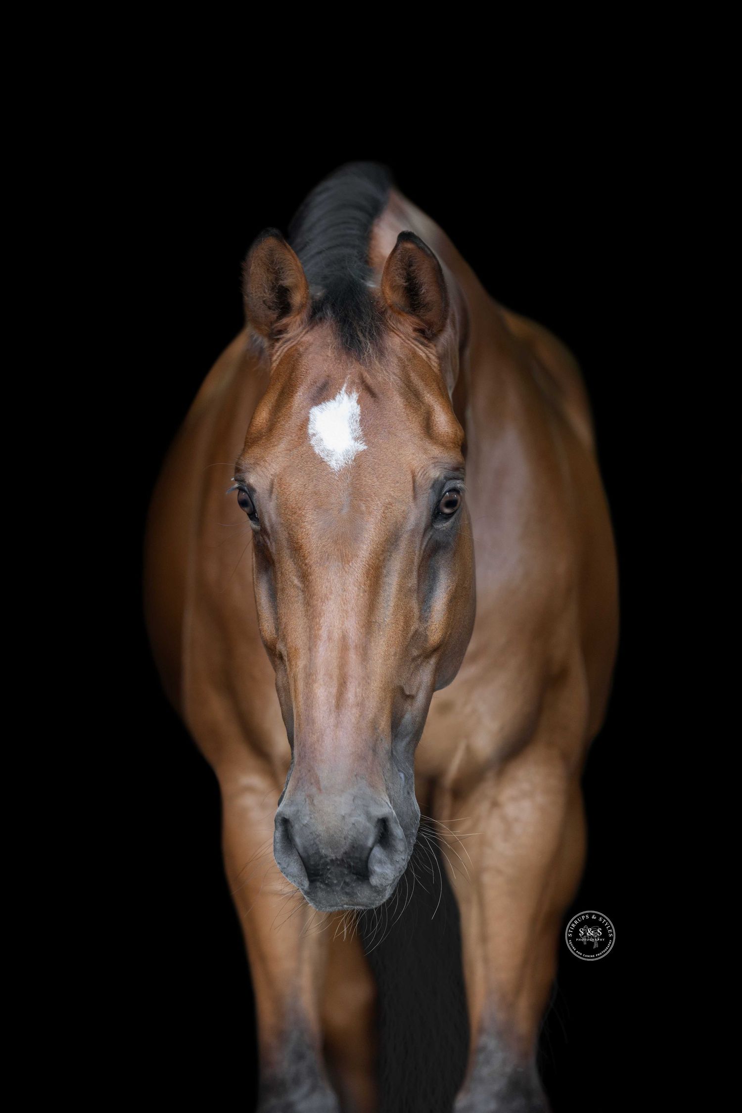 A beautiful bay horse with a white blaze marking on its face stands against a black background in a studio portrait.