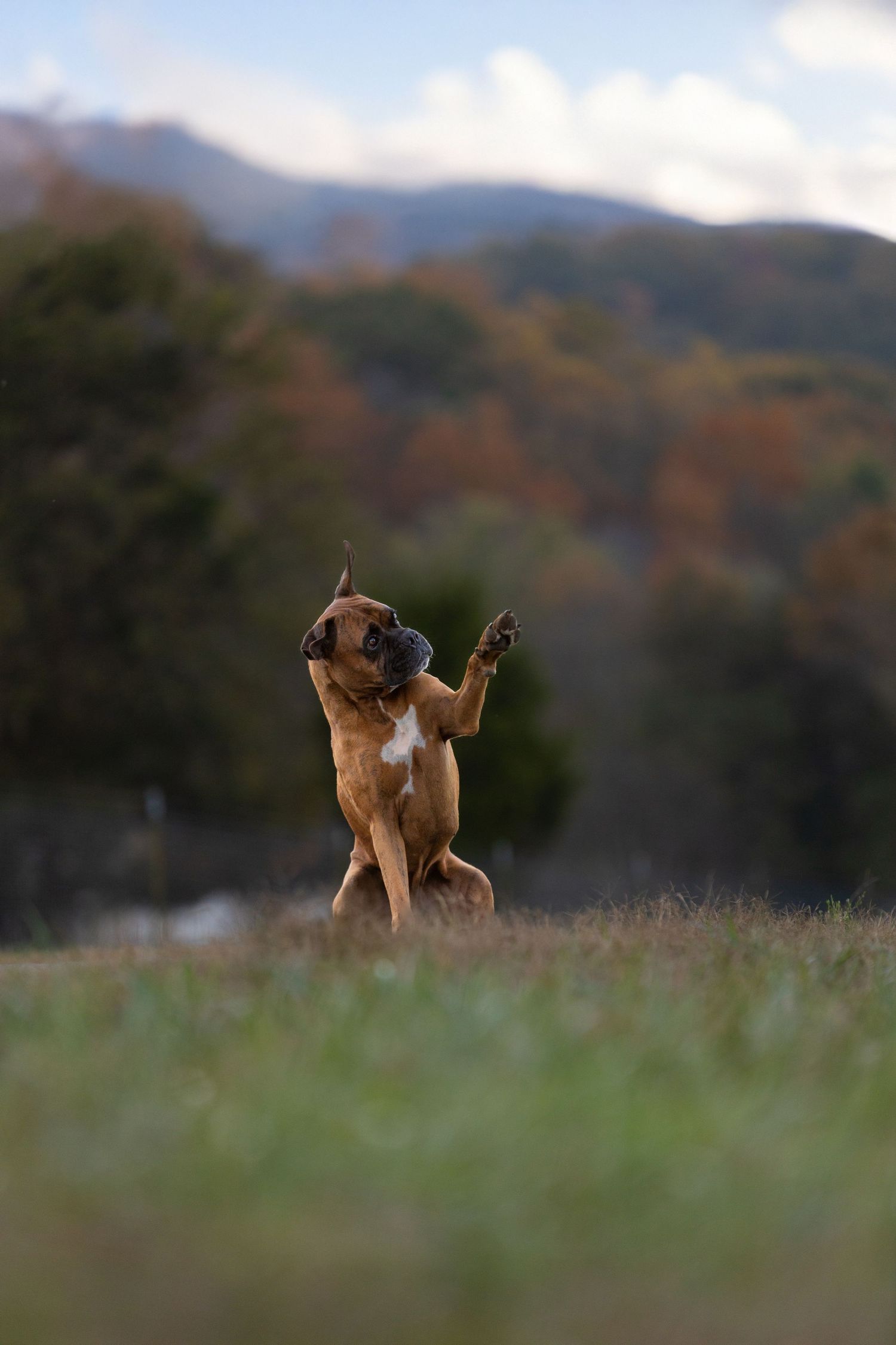 A brown dog leaping joyfully in a field with mountains in the background.