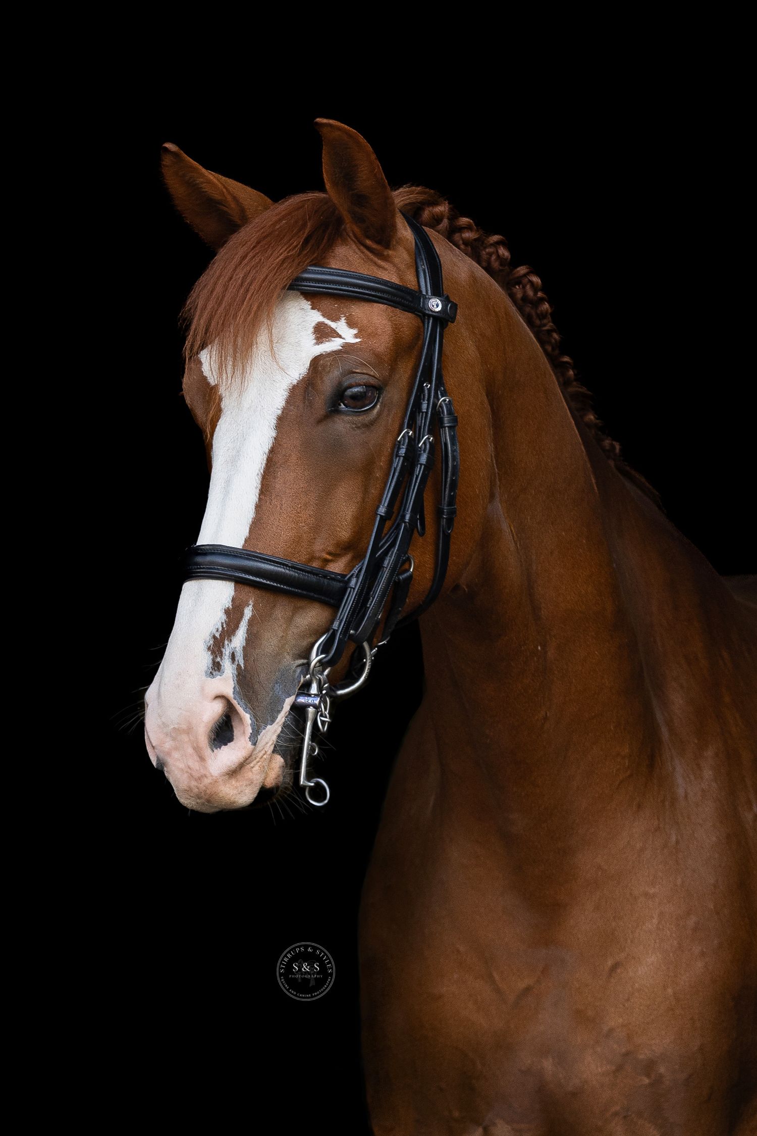Professional portrait of a chestnut horse with white blaze against black background.