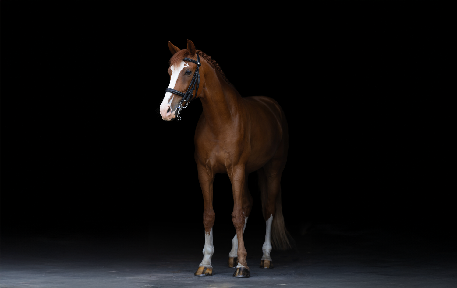 Small brown pony wearing white bridle standing in dramatic dark lighting.