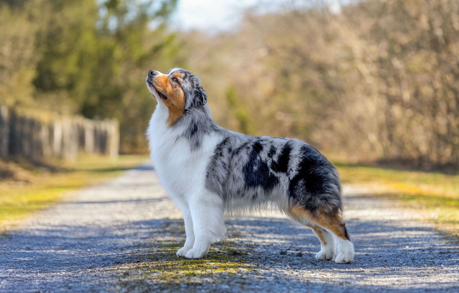 A blue merle Shetland Sheepdog poses proudly on a dirt path surrounded by autumn trees.