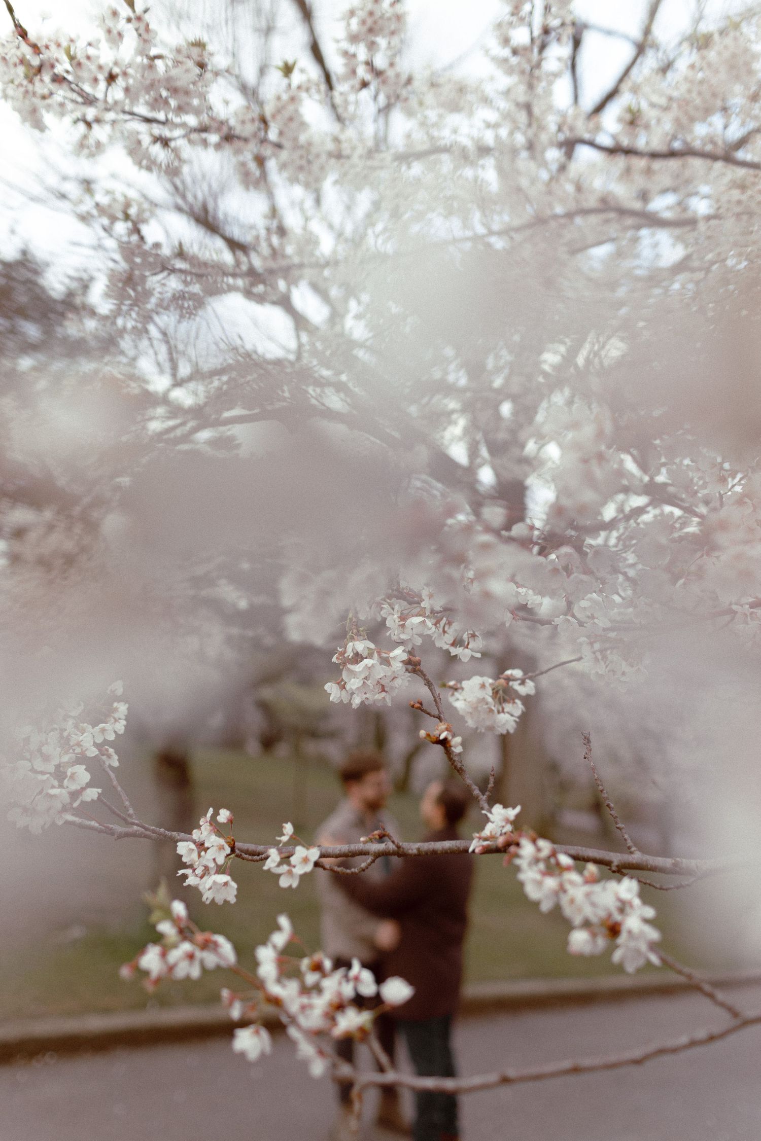 Gay couple at High Park during cherry Blossom season for their engagement photoshoot.