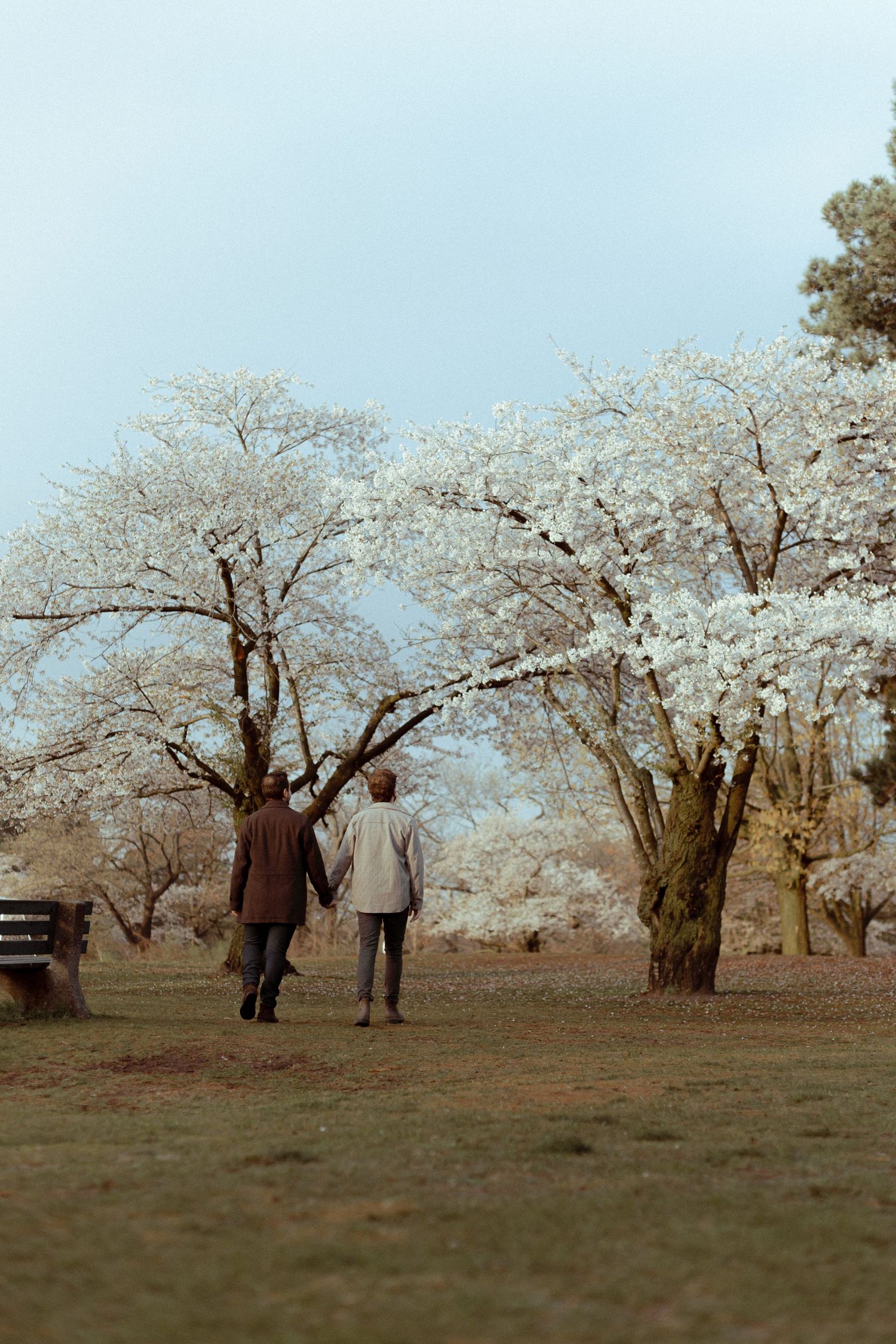 Gay couple at High Park during cherry Blossom season for their engagement photoshoot.