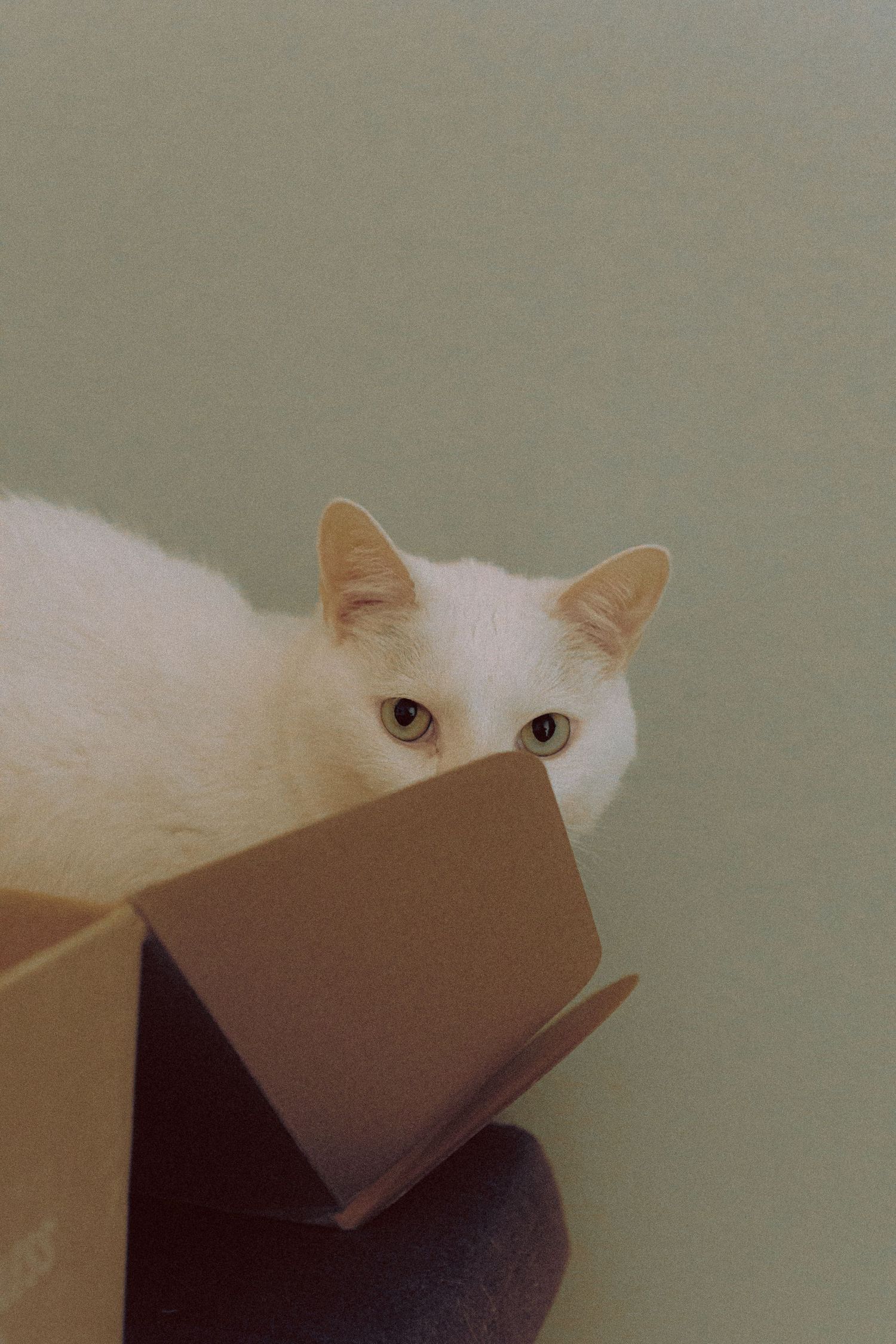 Surrealism Meets Love: A Two-Part Engagement with Twin Cats & a visit to ER
