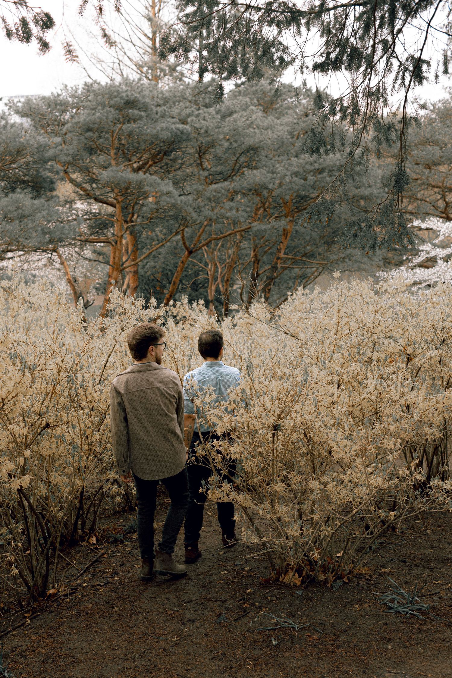 Gay couple at High Park during cherry Blossom season for their engagement photoshoot.