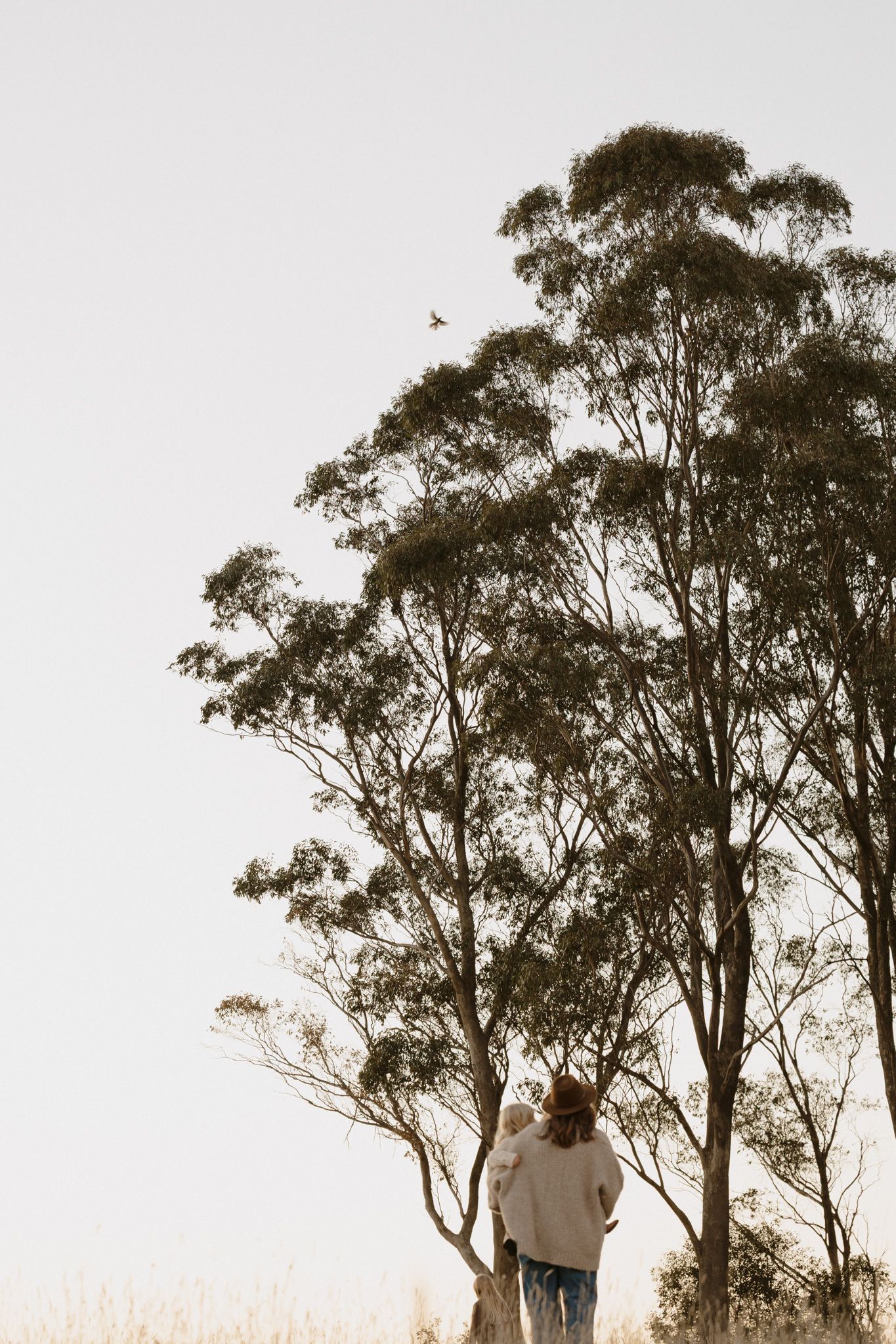 Silhouette of couple standing together beneath tall eucalyptus trees against bright sky at sunset.