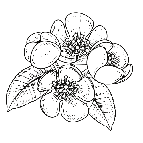 A simple black and white line drawing of flowers with leaves and petals in a minimalist style.