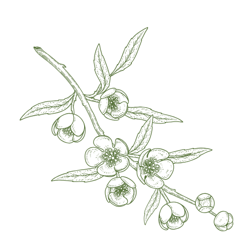 Hand drawn botanical illustration of olive branch with olives and leaves in green ink style.