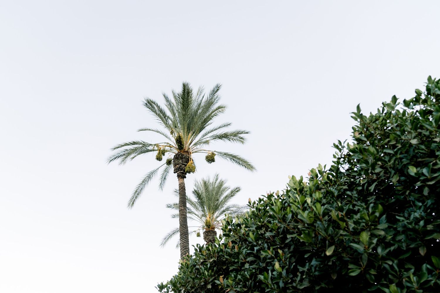 Palm trees rise against a bright white sky with lush green foliage below.