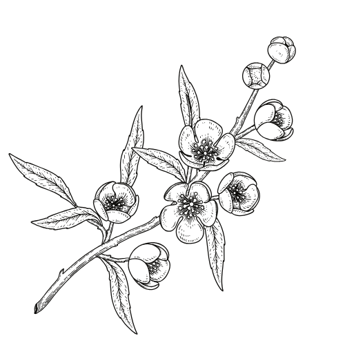 Simple black line drawing of a flowering plant branch with blossoming buds and leaves on dark background.