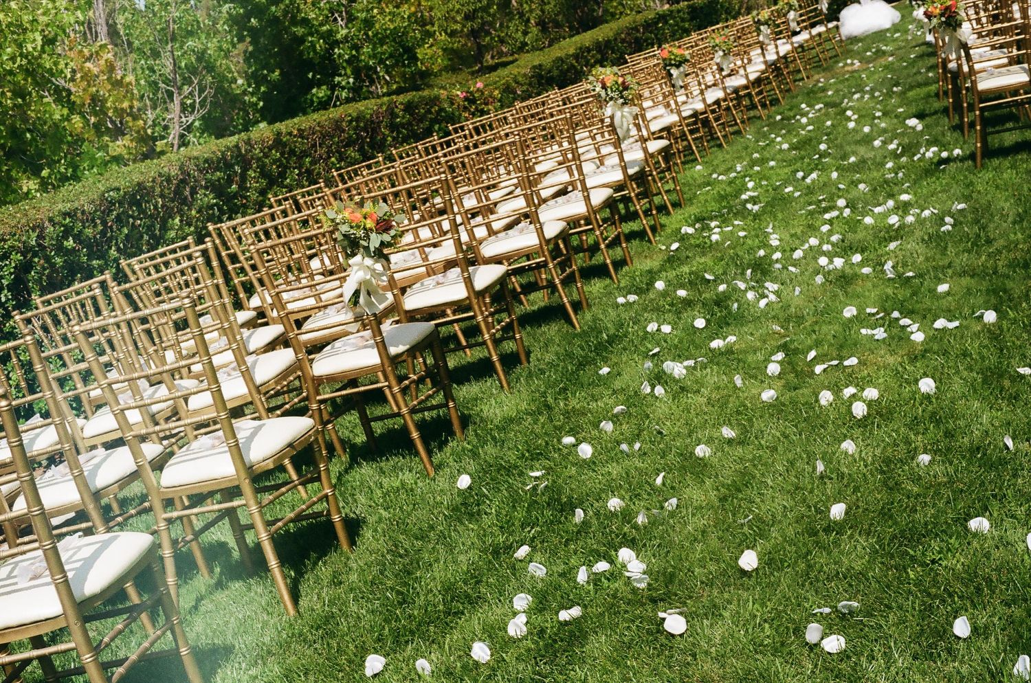 Rows of elegant gold chairs line a grass aisle scattered with white rose petals.