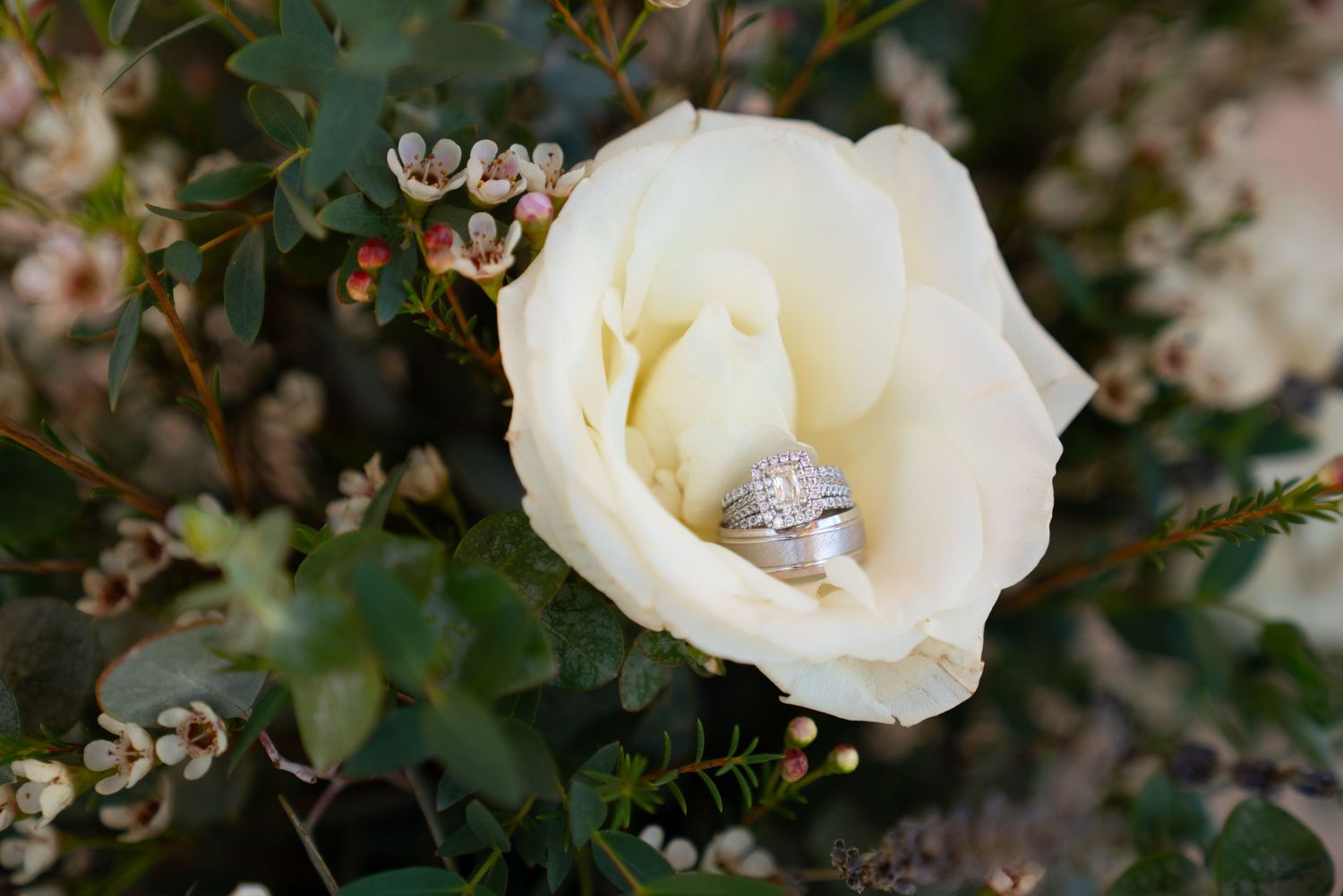 Diamond engagement ring nestled in a creamy white rose bloom against green foliage background.