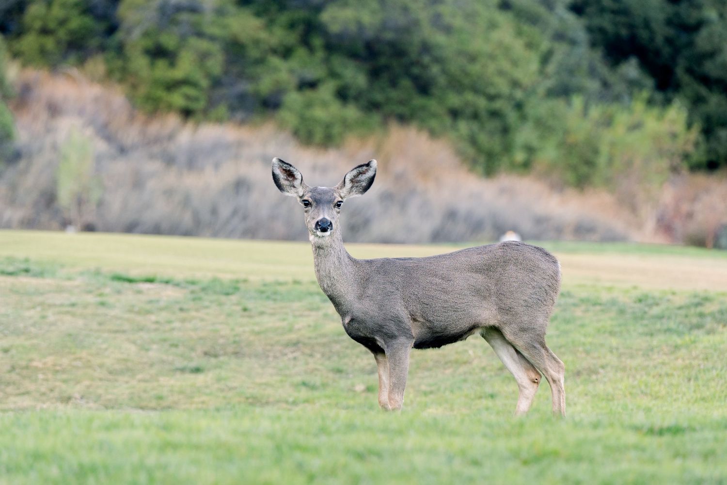 A deer stands alert in a grassy field with hills in the background.