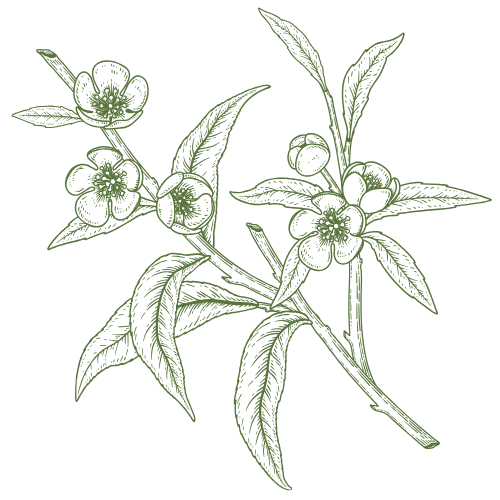 Botanical line drawing of a coffee plant branch with leaves and berries in sage green color on white background.