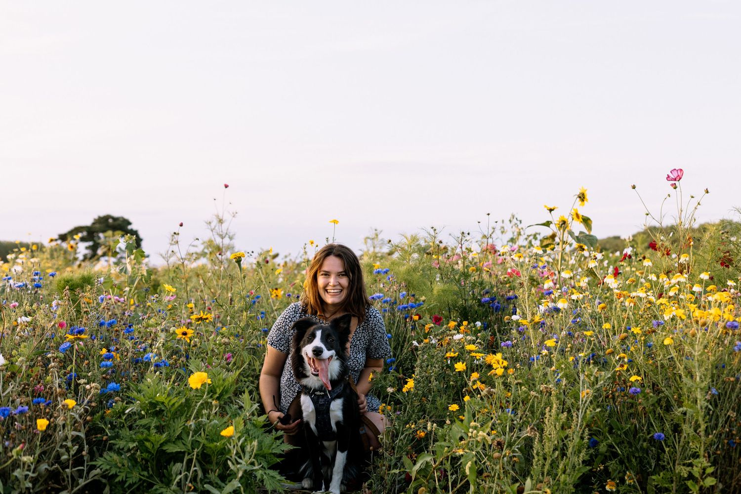 dog in wild flower field