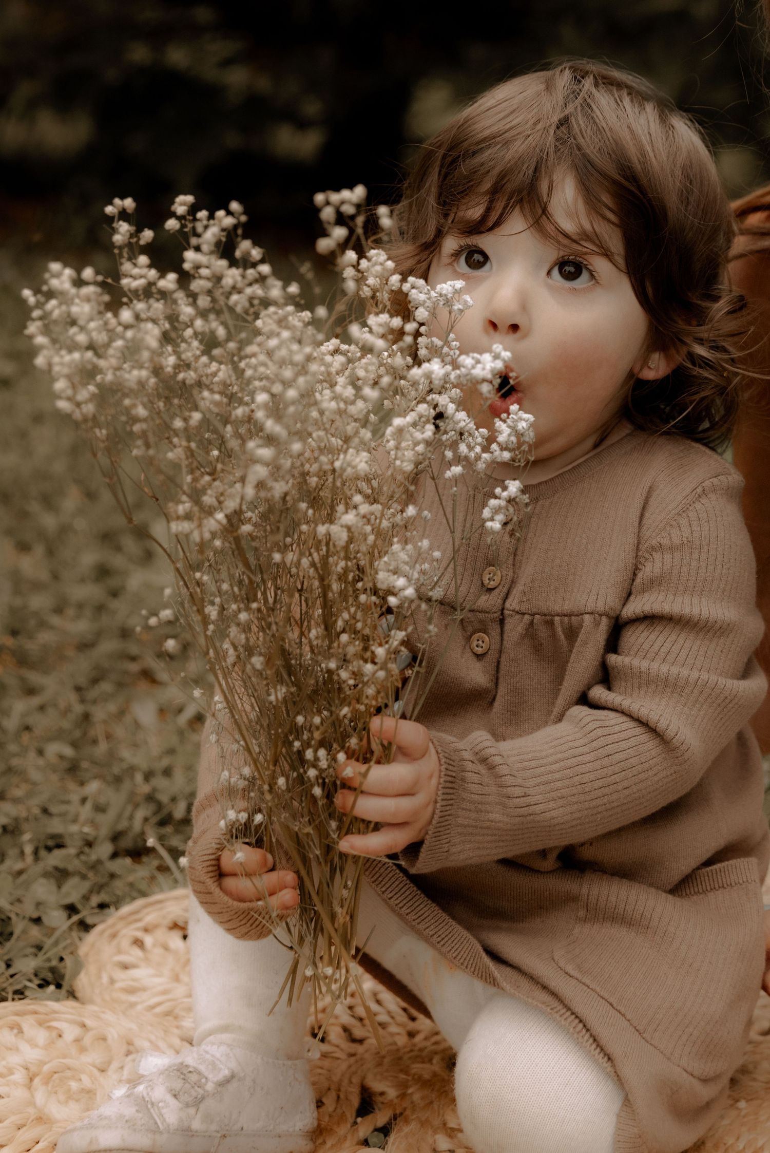 Small child holding delicate white baby's breath flowers while wearing a brown knit dress.