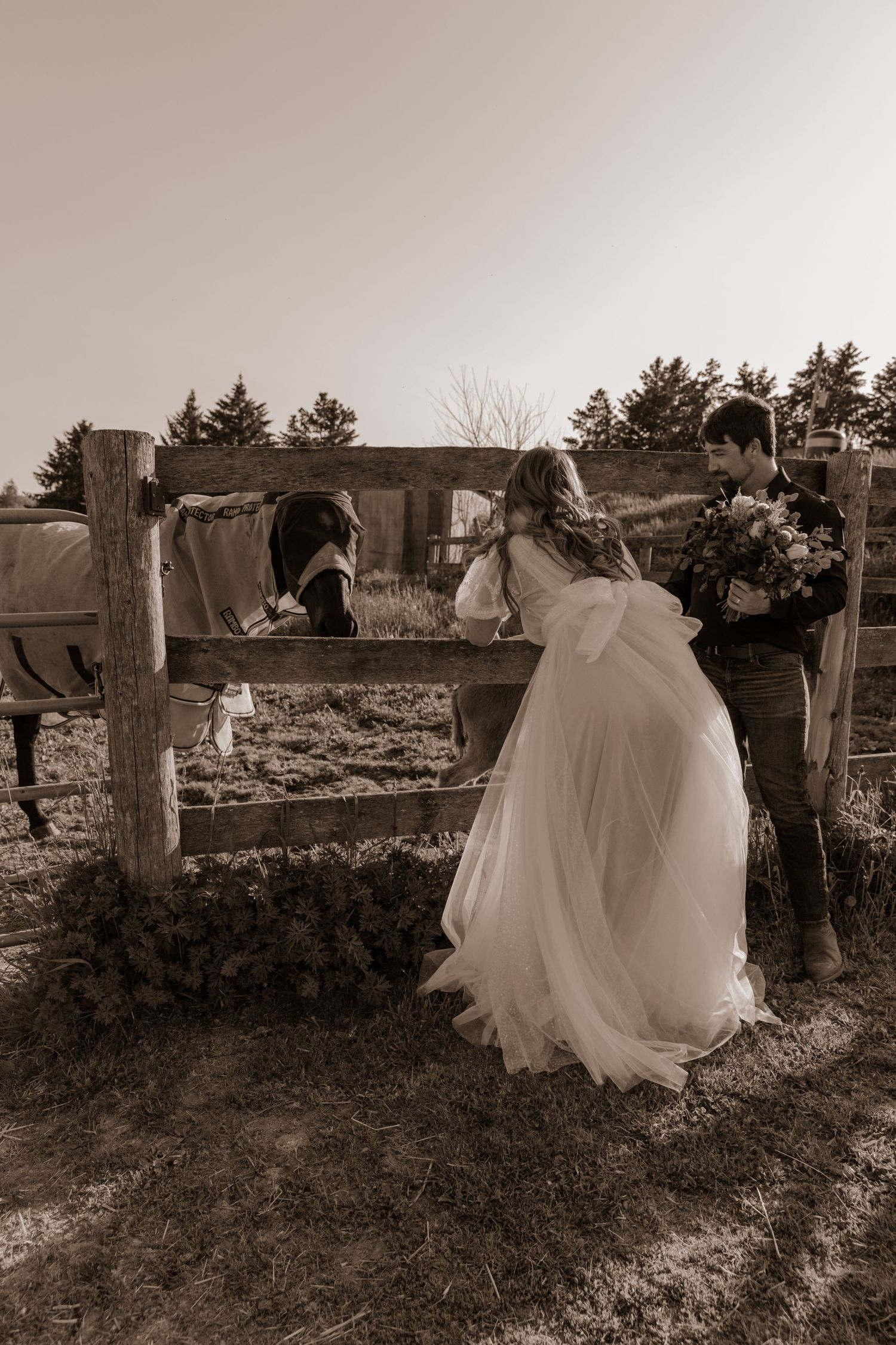 A bride in a flowing white dress leans over a wooden fence to pet horses in a rustic farm setting.