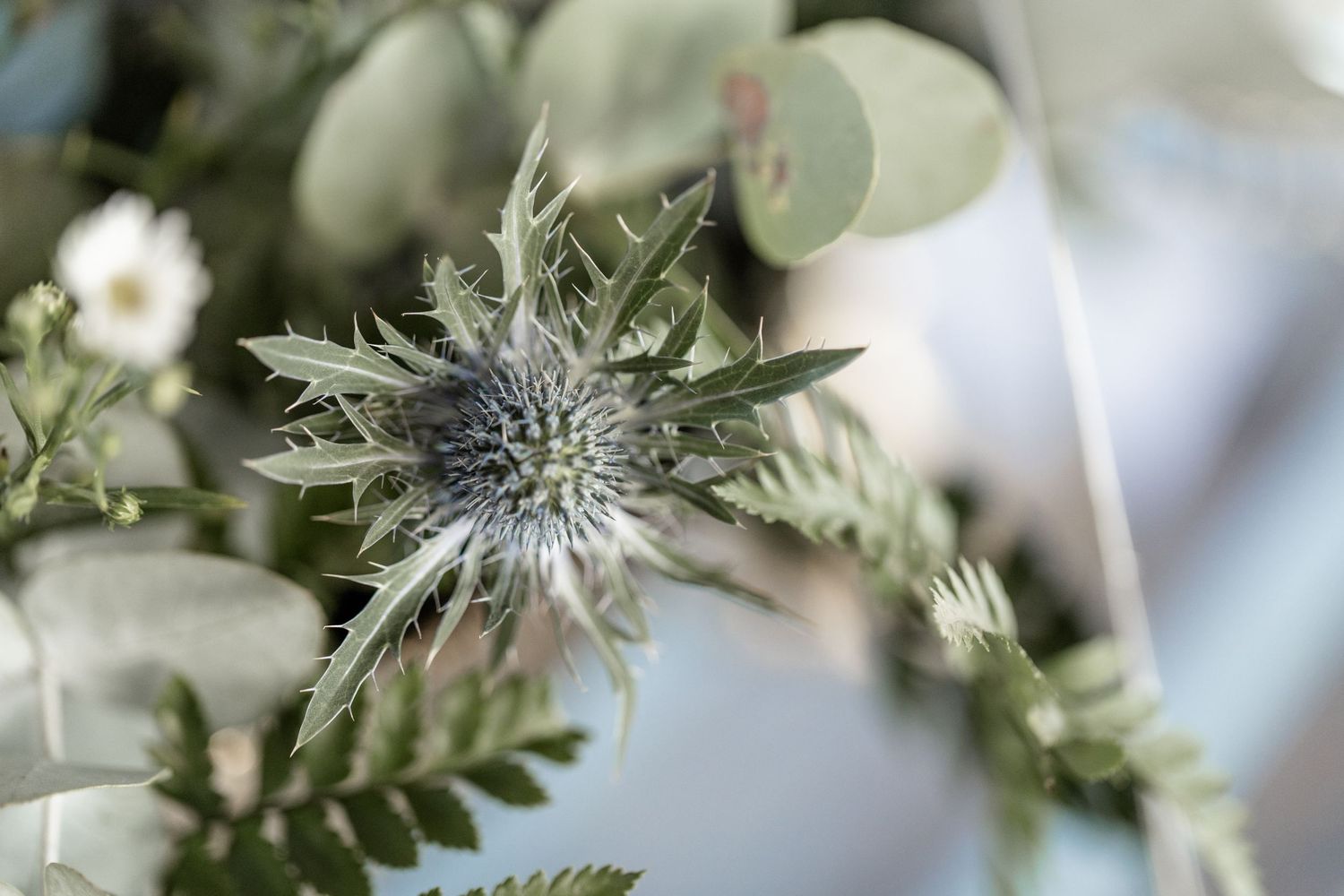 A macro shot of a spiky and delicate blue thistle flower with soft green foliage in a dreamy blurred background.