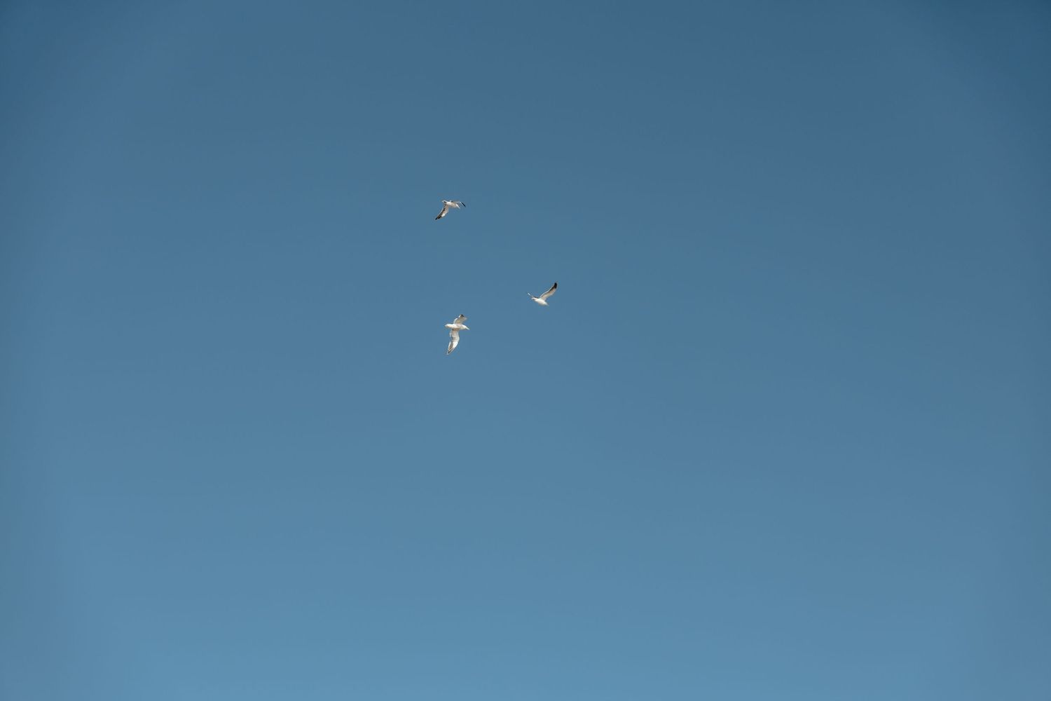 Three seagulls soar gracefully against a clear bright blue sky.