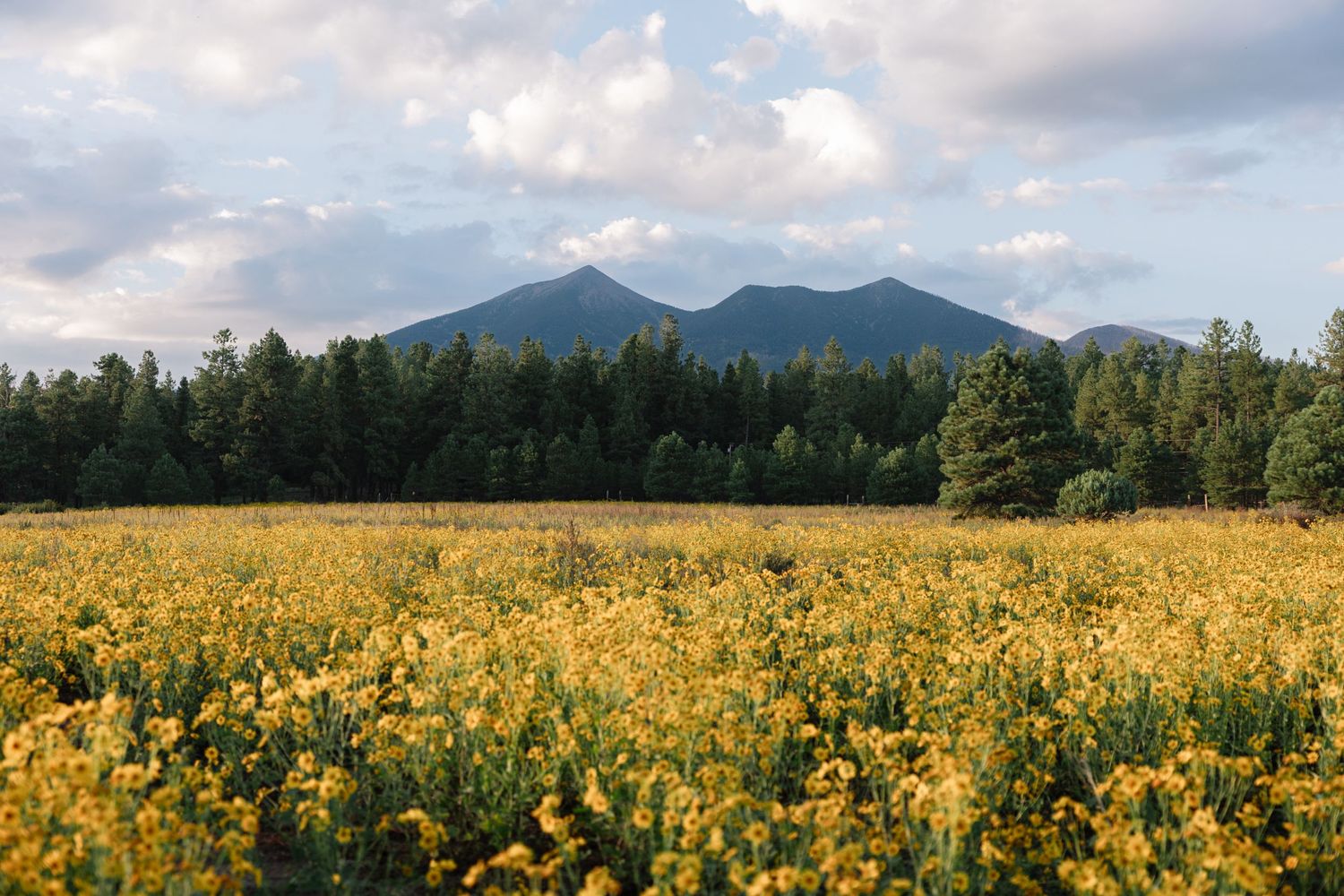 Flowers and Mountain ( Tennessee Destination photographer)