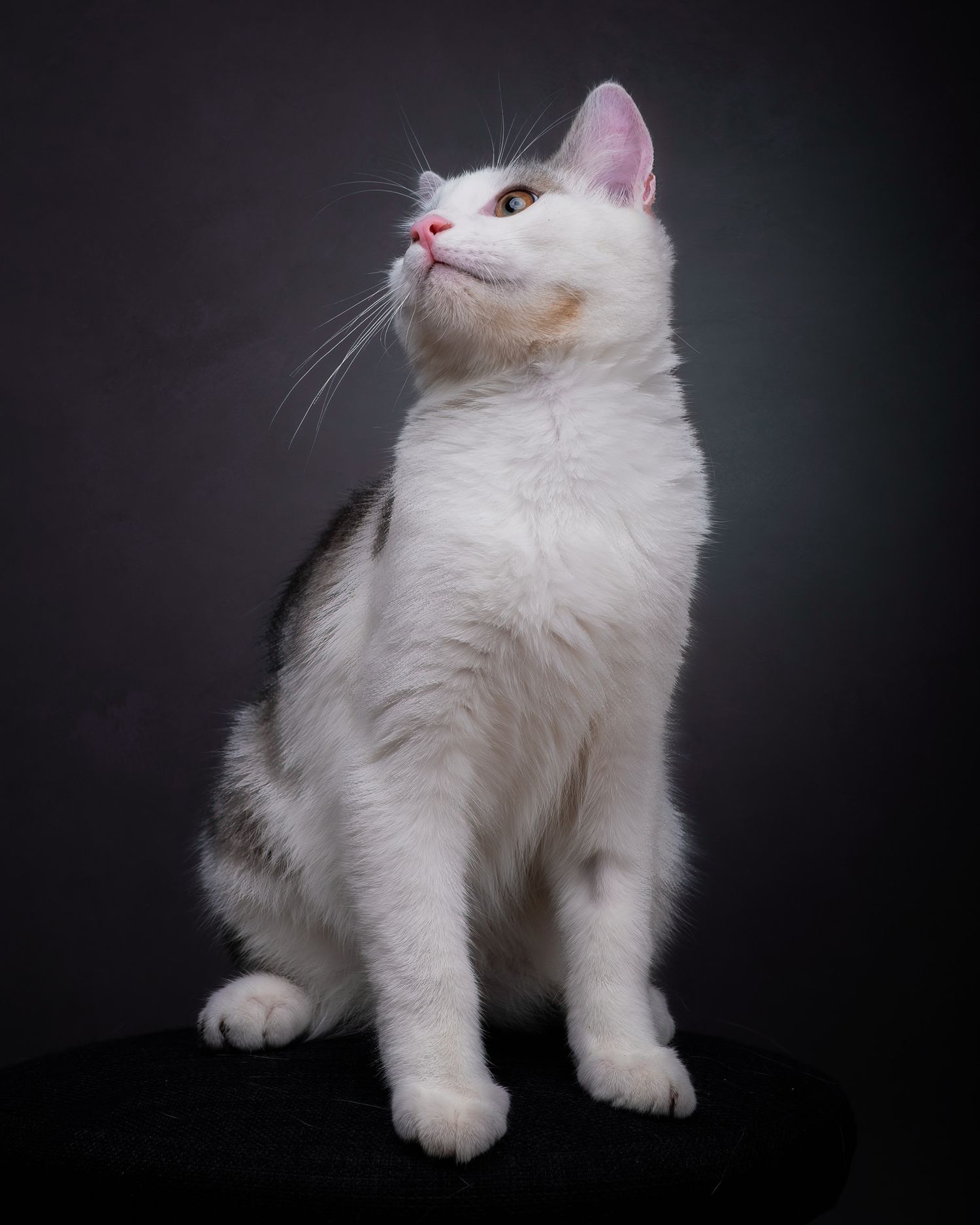 A regal white and gray cat sits upright against a dark backdrop in a professional studio portrait.
