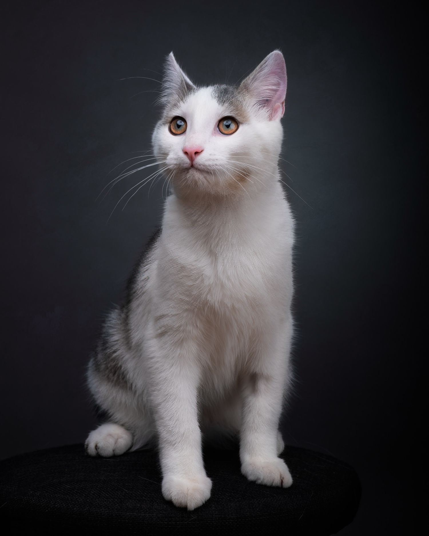 A white and grey cat with bright amber eyes sits upright in an elegant studio portrait against a dark background.