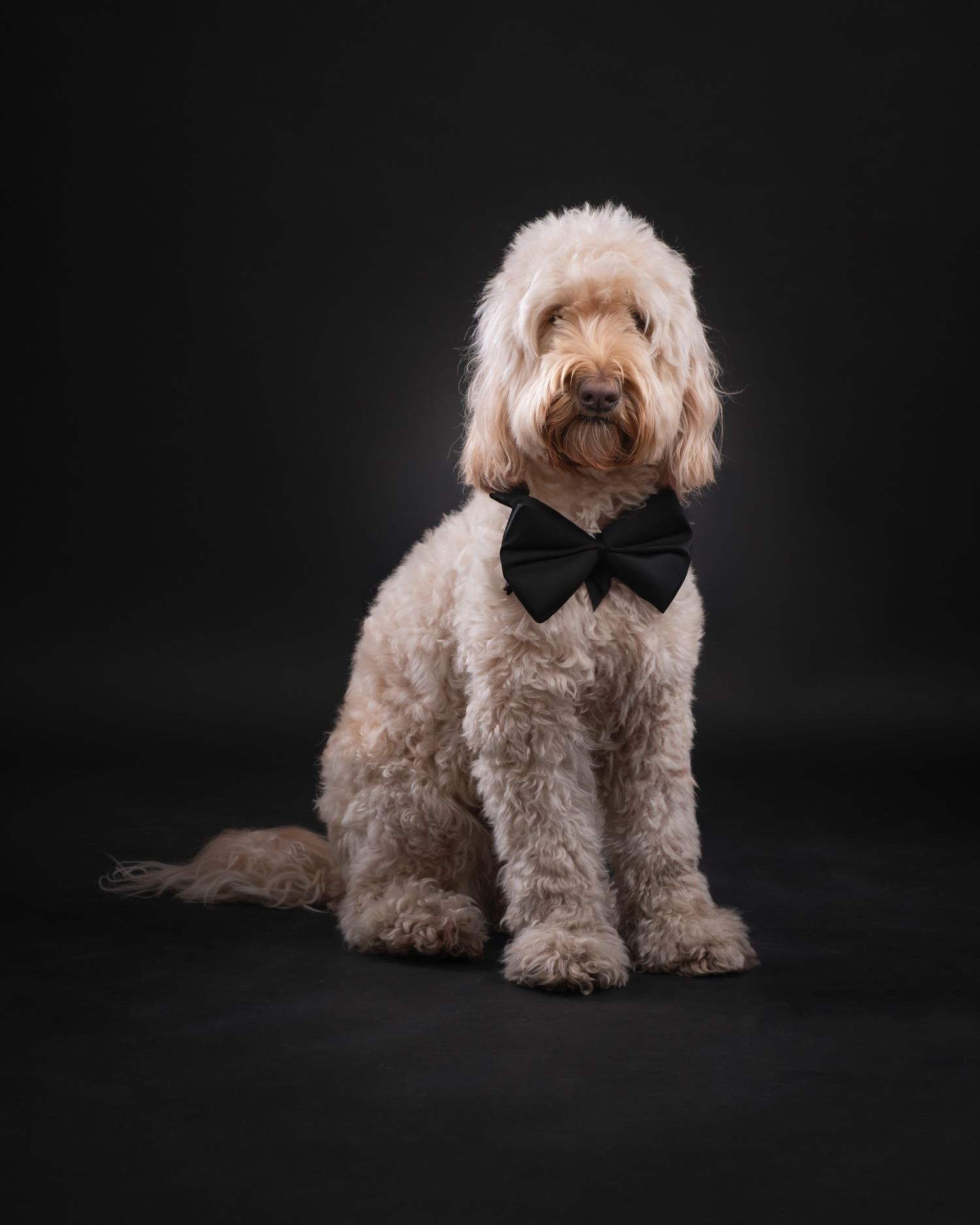 Elegant goldendoodle dog wearing black bow tie sits perfectly posed against dark background for formal portrait.