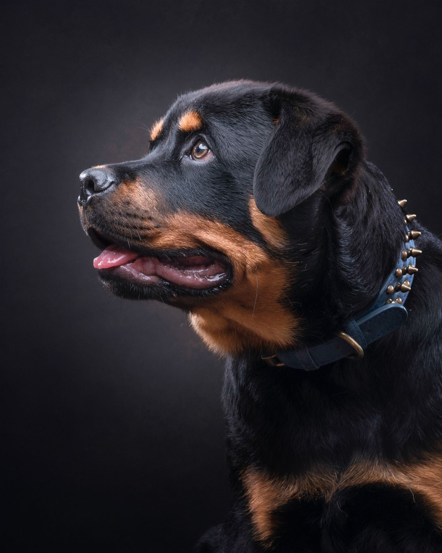 Majestic Rottweiler dog wearing spiked collar poses in dramatic studio portrait with black background.