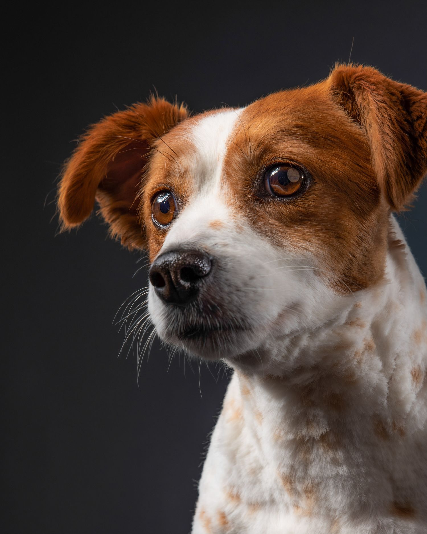 A brown and white Jack Russell terrier with expressive eyes looks attentively against a dark background.